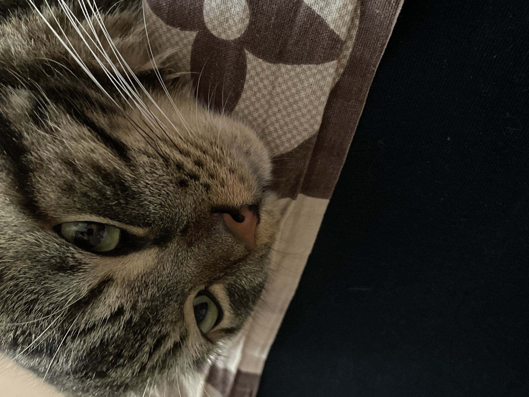 The image is a close-up, eye-level shot of a domestic cat's face. The cat has tabby fur with brown and gray stripes, green eyes, and white whiskers. The cat is lying down, resting its head on a patterned fabric that has a floral design in brown and beige. The background is a plain black surface. The image does not contain any information about the city of Cherkasy, Ukraine, or any other specific location. There are no people or any other subjects present in the image. The action captured is the cat resting.