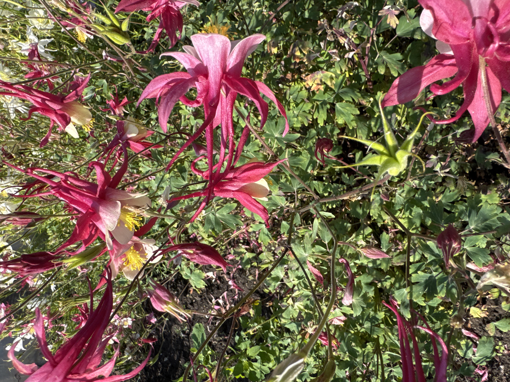 A high-angle, close-up shot captures a cluster of crimson and pale pink columbine flowers in a garden. The flowers, with their distinctive spurred petals and bright yellow stamens, are the primary subjects. Their delicate forms are highlighted against a background of green foliage and dark soil. Some flowers are in full bloom, while others are still buds. The lighting suggests a sunny day, casting soft shadows and illuminating the vibrant colors of the blossoms. The scene is naturalistic, depicting flowers in their growth environment, typical of a garden setting. There are no people or animals visible in the image.