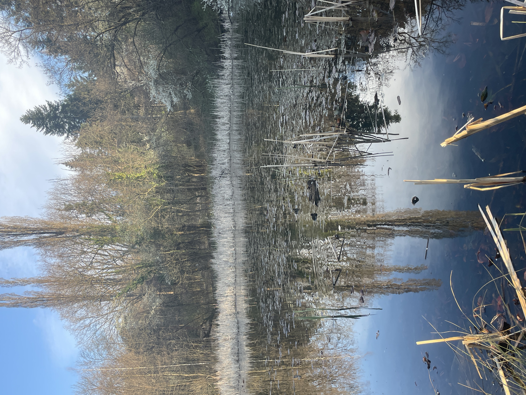 A landscape photograph depicts a body of water, likely a pond or small lake, reflecting a winter scene. Bare trees line the edges of the water, their branches reaching towards a pale blue sky visible both directly and in the reflection. Thin, white vegetation stands out against the dark water. Some darker, indistinct shapes float on the surface. The image appears to have been taken during the day, likely in Sofia, Bulgaria, given the presence of bare trees and a tranquil body of water. The scene appears still and undisturbed.