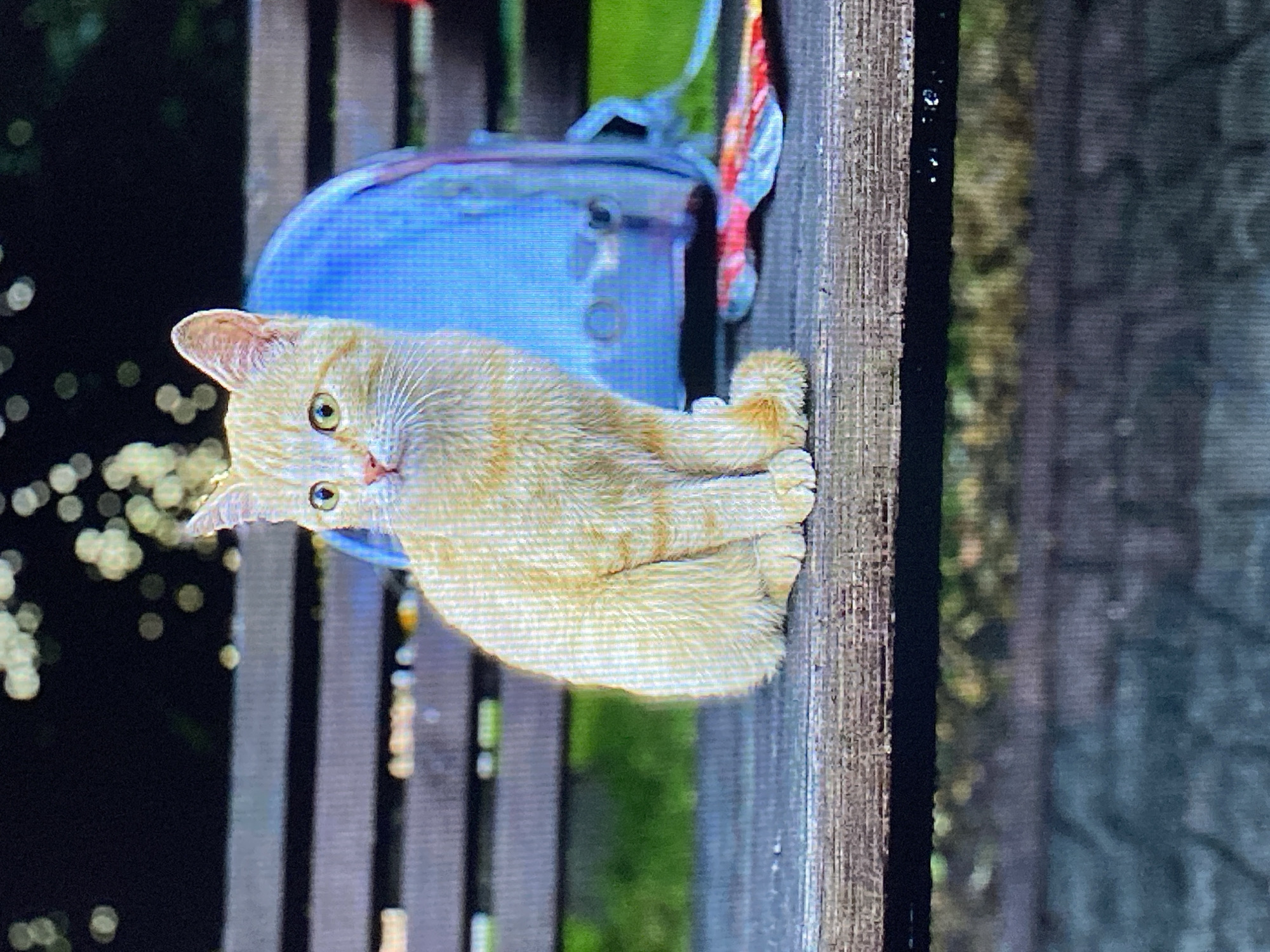 An orange tabby kitten sits on a wooden park bench, looking to its left. The kitten has green eyes and white whiskers. Behind the kitten is a blue backpack. The bench is in an outdoor setting with green grass visible behind it and bokeh lights in the background. The ground in front of the bench appears to be cobblestone. The scene does not contain any specific landmarks that would identify its location as Poznan, Poland.