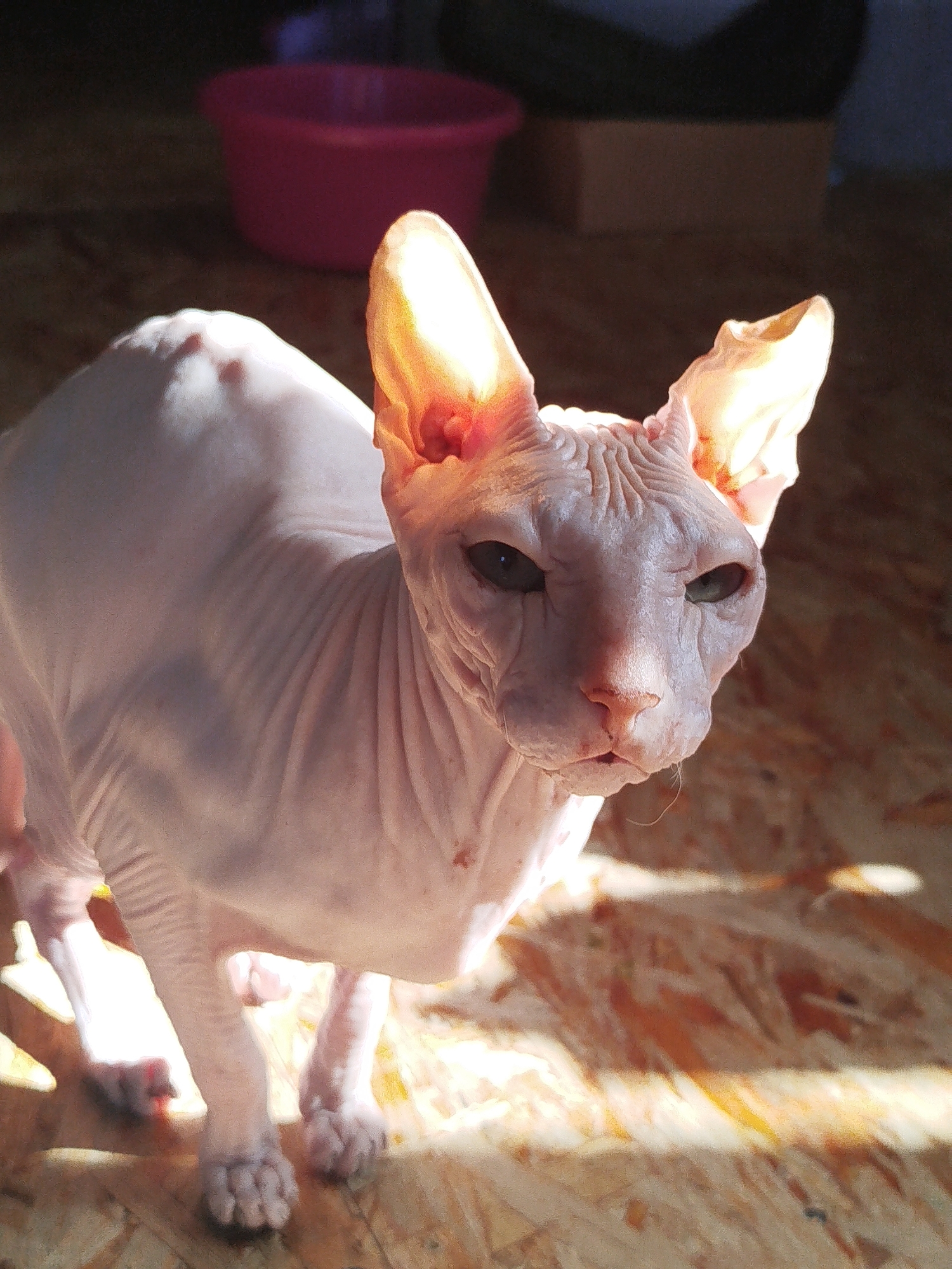 A light pink Sphynx cat is captured in a close-up, eye-level shot, positioned on a wooden floor with a visible grain. The cat is facing forward, with its body angled slightly to the left. Its large ears are highlighted by direct sunlight, appearing translucent and radiating a warm, orange glow. The cat's skin is characterized by numerous wrinkles, particularly on its head and neck. Its eyes are a striking green, and it has a somewhat intense or curious expression. Patches of pinkish-red spots are visible on its body. The background is dimly lit, with the upper left corner showing a blurred pink bowl and a darker, out-of-focus area. Sunlight streams across the floor in diagonal beams, creating contrasting areas of light and shadow. The overall lighting suggests an indoor setting, possibly a home, where natural light is entering from a side window. The image does not provide any specific details that would indicate a location in the city of Zavodoukovsk, Russia.