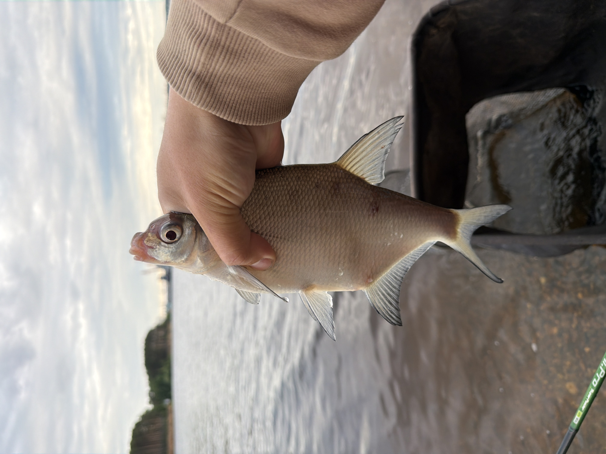 A light-skinned hand, covered by a light brown ribbed long-sleeved garment, firmly holds a medium-sized freshwater fish, likely a bream, over a body of water in Chaikovsky, Russia. The fish, oriented vertically with its head facing left, exhibits silvery-grey scales, distinct fins with visible water droplets, and a slightly open mouth revealing a reddish interior. Its right eye is prominent. A small reddish mark is visible on the fish's left flank near the caudal fin. In the immediate foreground, murky brown water with ripples partially submerges a dark, possibly rubber or plastic, fishing net or container on the lower right. A green fishing rod, marked "D. PRO Super Feeder," is visible in the lower left corner. The background features a wide expanse of calmer water extending to a distant shoreline densely populated with green trees and forest. The sky above is overcast with light grey and white clouds. The scene depicts a fishing activity on a large body of water, consistent with the Kama River or Votkinsk Reservoir in the vicinity of Chaikovsky.