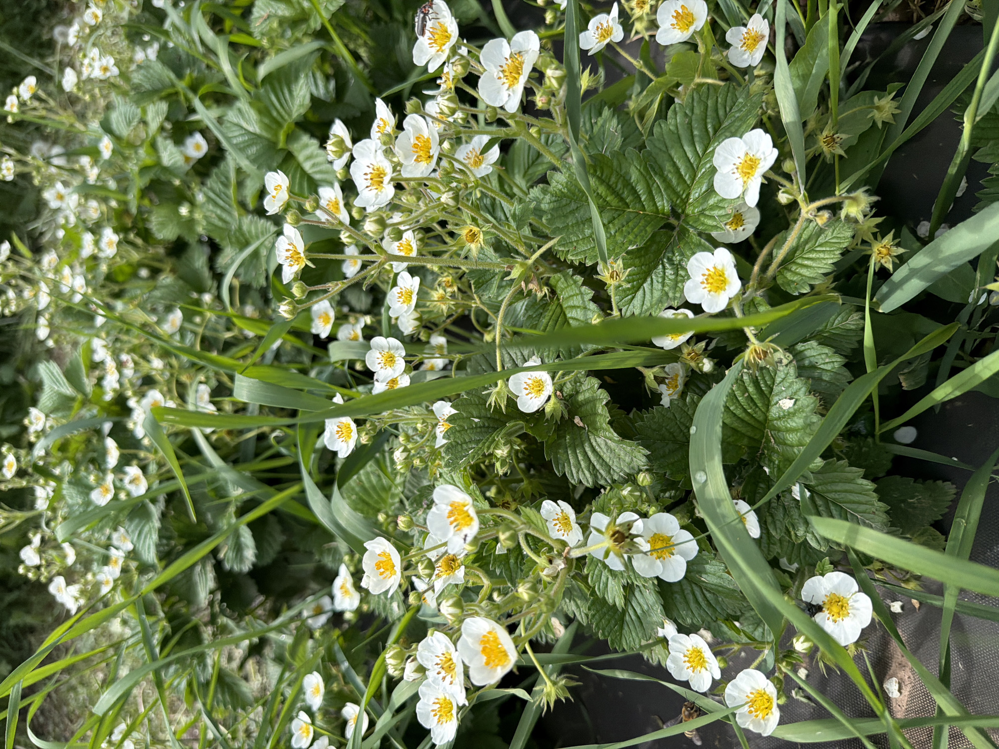 The image captures a close-up view of flowering strawberry plants, likely in a garden setting in Ol'khovo, Russia. The plants have white blossoms with yellow centers and green, textured leaves. Some blades of grass are interspersed among the strawberry plants. A dark material, potentially weed barrier fabric, is visible in the background. Insects are present on some of the flowers.