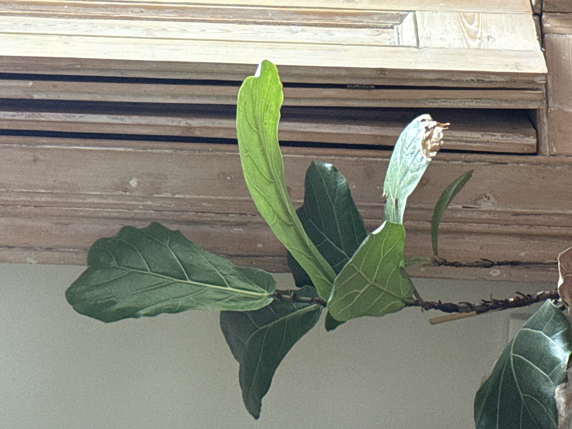 A close-up shot shows a fiddle-leaf fig plant with several large, green leaves. One leaf is notably upright and lighter in color, suggesting it is a new growth. A branch of the plant extends to the right, with a few dry, curled leaves at the end. The plant is positioned in front of what appears to be a distressed wooden frame or window molding, the style of which is likely found in London homes. The background is a plain, light-colored wall.