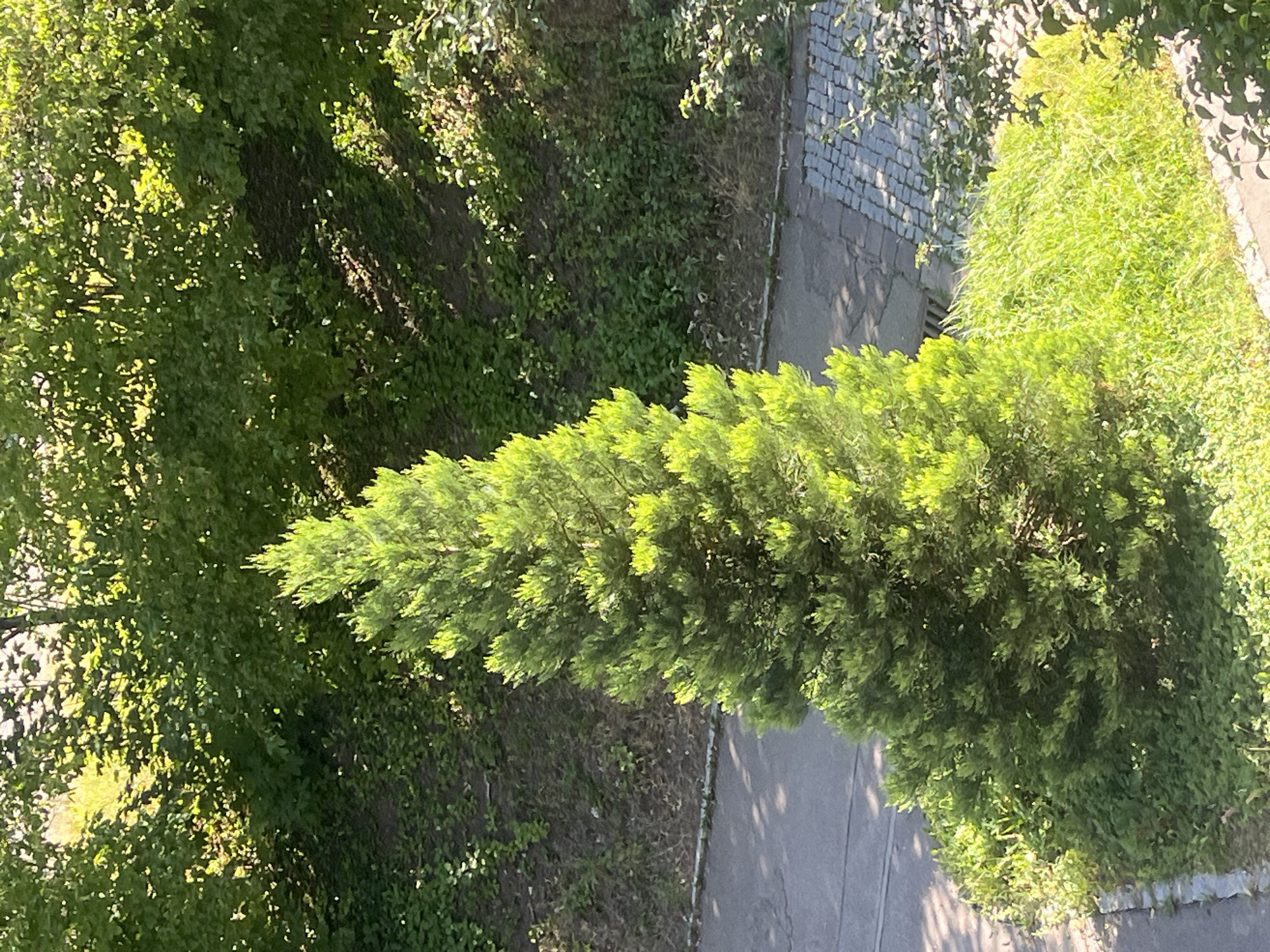 The image shows a tall, conical evergreen tree, likely a cypress or cedar, with vibrant green foliage, prominently situated in the foreground. The tree is surrounded by lush green grass and other low-lying vegetation. Behind the tree, a sloped area is covered in a mix of grass and dry brush, with larger trees forming a dense backdrop. A paved pathway or road runs along the left and bottom edges of the image, with a section of cobblestone paving visible on the right. Sunlight filters through the leaves of the overhead trees, casting dappled shadows on the ground and pathway. The scene appears to be a well-maintained green space within an urban environment, possibly a park or residential area, given the presence of paved surfaces and manicured vegetation. The location is identified as Schwäbisch Hall, Germany.