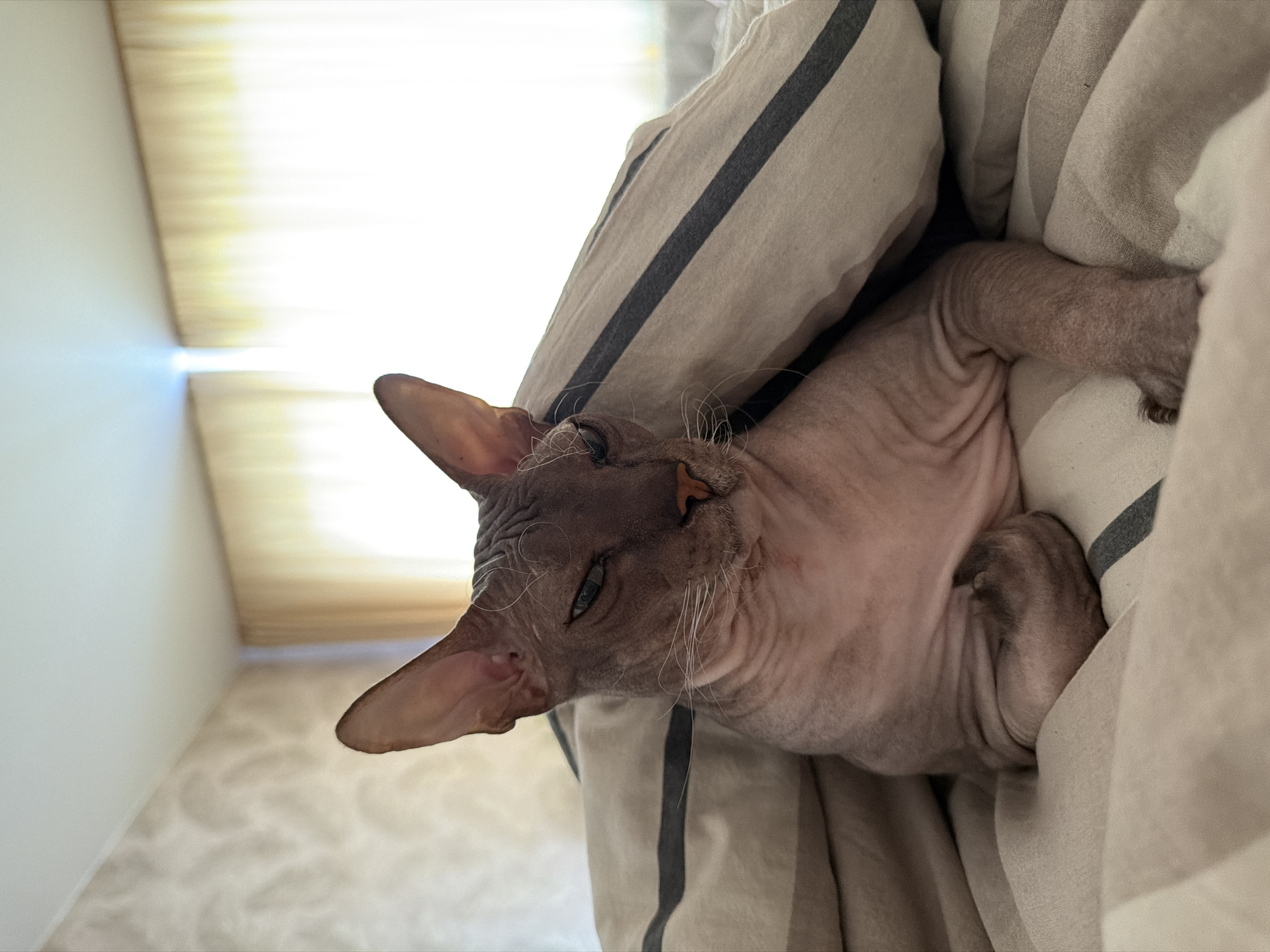 A hairless cat is lying on a bed, partially covered by a striped duvet. The cat's head is visible, with large ears and a wrinkled face. Its eyes are partially closed, giving it a sleepy or unimpressed expression. The bedding is made of a soft fabric with horizontal stripes of beige and dark gray. In the background, sheer curtains are visible, allowing soft light to filter into the room. The overall scene suggests a comfortable and relaxed domestic setting. The location is not specified in the image.