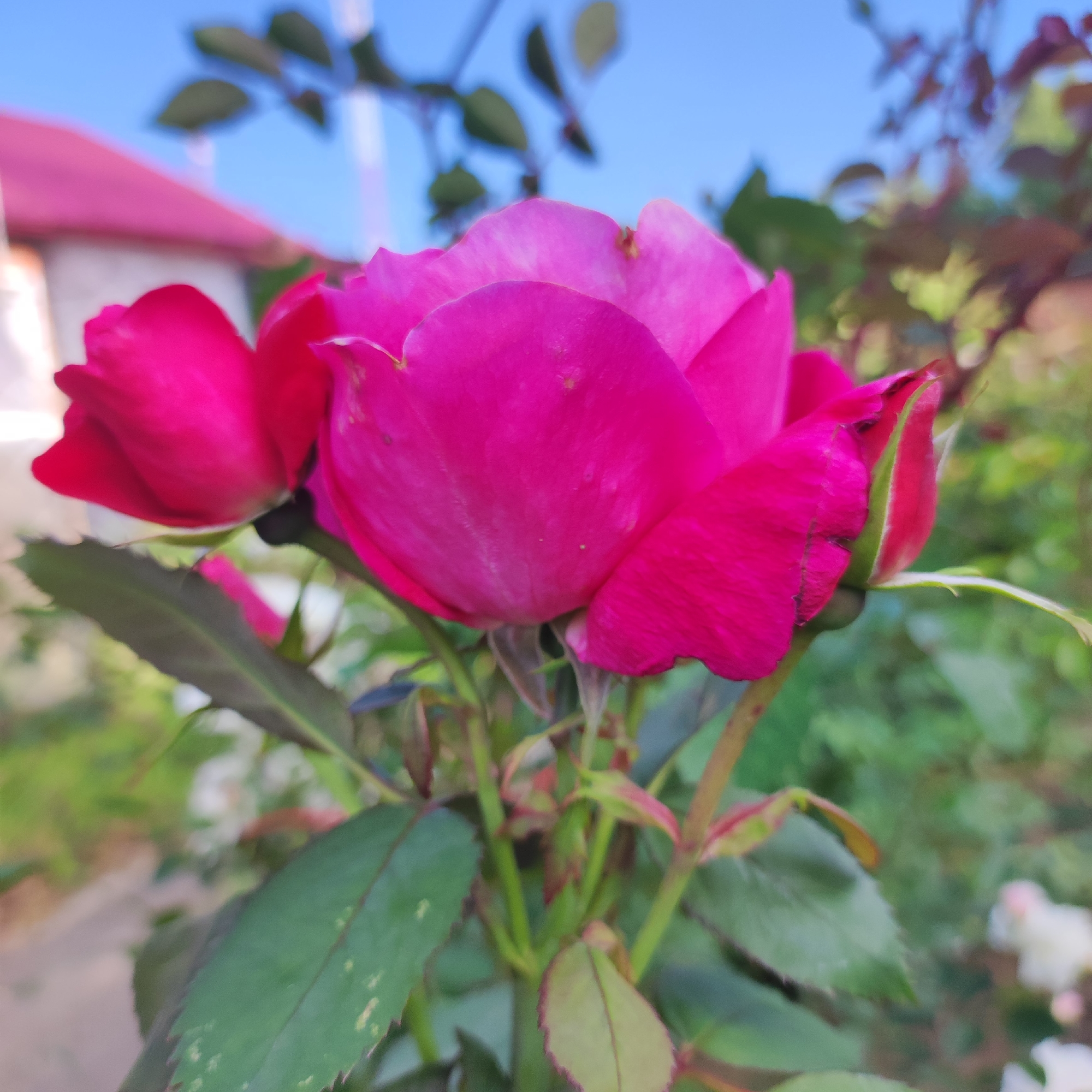 The image captures a close-up of vibrant pink roses in what appears to be a garden setting. The focus is on the blooms, with their petals displaying rich shades of fuchsia and magenta, some fully open and others in bud. Lush green leaves with serrated edges form the backdrop and support structure for the flowers. In the background, out of focus, a pink-roofed building is visible, suggesting a residential area. The sky above is a clear, bright blue. The scene is likely an outdoor photograph taken during daylight hours, possibly in the city of Navoloki, Russia, given the implied location. There are no people or animals visible in the frame.