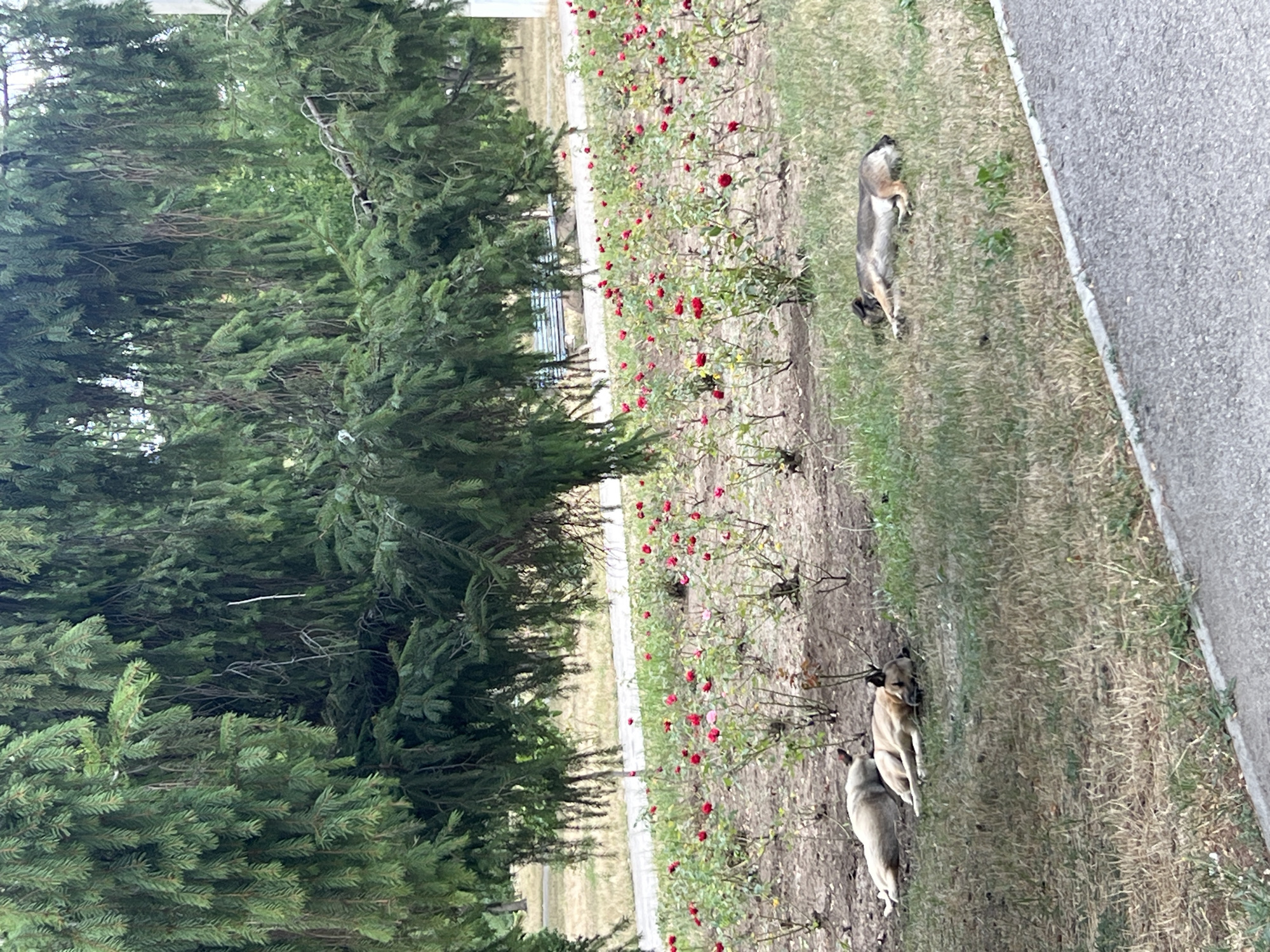 In the city of Bender, Moldova, two dogs are seen resting in the shade of a large coniferous tree. One dog, light brown in color, is lying on its side with its head tucked in, while another, a lighter tan, is positioned behind it, also resting. Both dogs appear to be in a state of repose. Behind them, a flowerbed filled with red roses is visible, with scattered patches of dry grass and soil. A paved pathway runs along the lower right portion of the image, suggesting a park or public garden setting. The overall environment is green and appears to be an outdoor area.