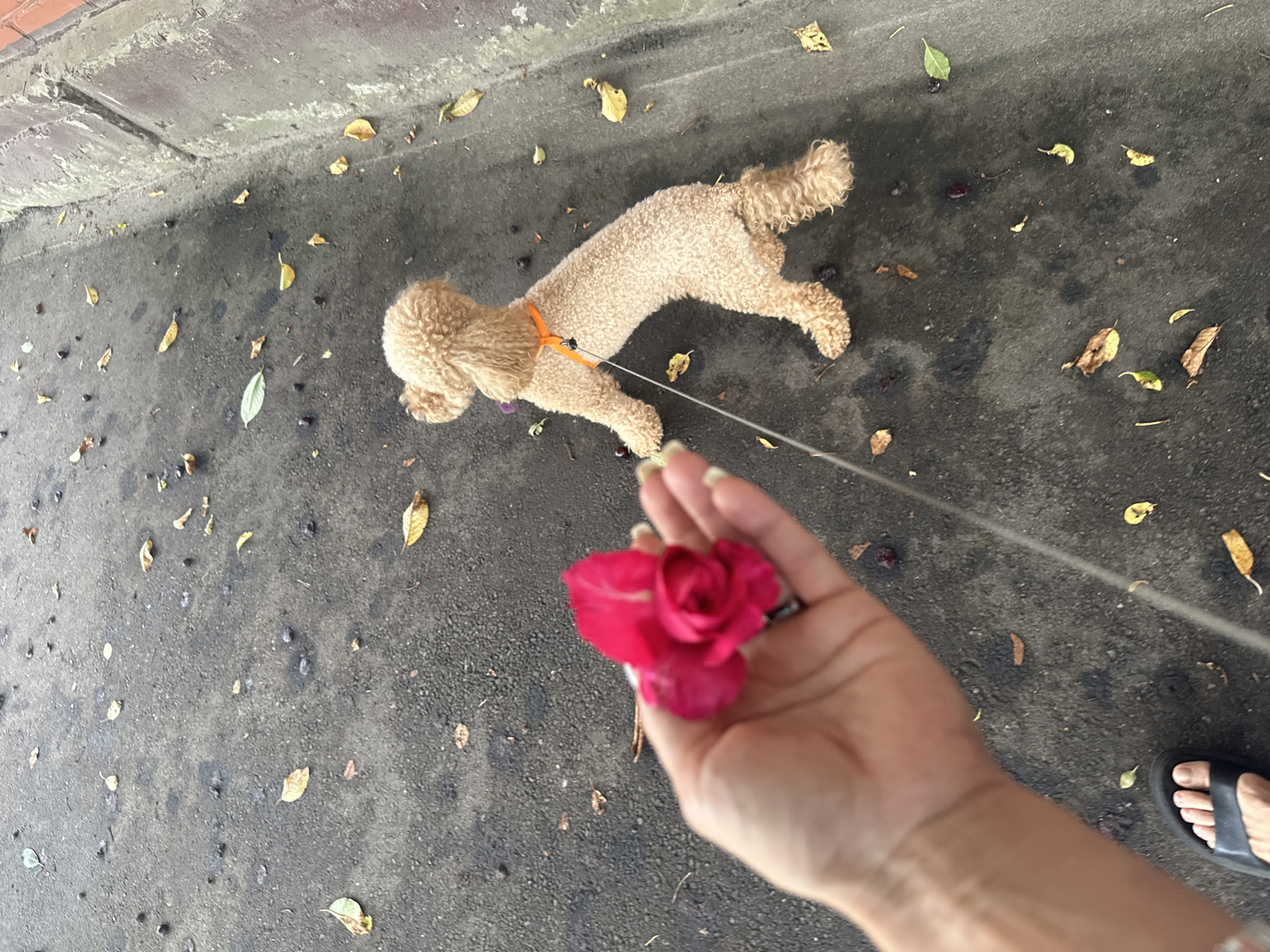 A person's hand holds a vibrant pink rose close to the camera, its petals tightly furled. In the background, a light-colored poodle, wearing an orange collar, is leashed and walks away from the viewer. The poodle appears to be on a leash, which extends towards the rose in the foreground. The ground beneath them is a textured, dark asphalt surface, scattered with fallen leaves in shades of yellow and brown, and small dark berries or debris. To the far right, a person's foot, wearing a black sandal, is visible. The scene appears to be outdoors, possibly a sidewalk or park path, given the presence of the pavement, leaves, and the suggestion of a natural environment. The lighting suggests it might be daytime, but the specific time of day is not clearly indicated. There is no visible text in the image.