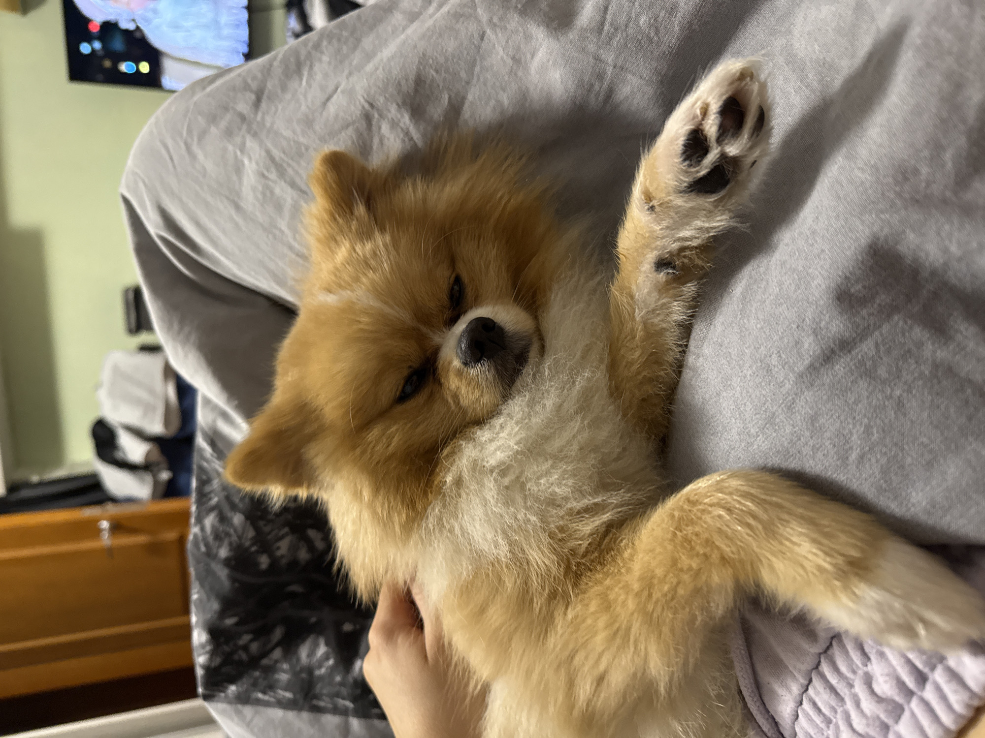 This media file captures a close-up of a small, fluffy dog, likely a Pomeranian, lying on its back on a grey, wrinkled sheet or blanket. The dog has light brown and cream-colored fur, with darker brown fur around its muzzle and ears. Its eyes are mostly closed, conveying a sense of deep relaxation or sleep. One of its front paws is raised, revealing black paw pads.
A human hand is visible in the lower-left portion of the image, gently petting or scratching the dog's chest/neck area, suggesting an affectionate interaction. The dog's relaxed posture and closed eyes indicate comfort and peacefulness.
In the blurred background, a television screen is visible, displaying bright, colorful lights, suggesting it is on. Below the TV, a wooden dresser or cabinet can be seen. The wall behind the dog and furniture is a light green color. The scene appears to be indoors, likely in a bedroom or living room, with artificial light suggesting it is evening or nighttime in Pazardzhik, Bulgaria. No visible text is present in the image.