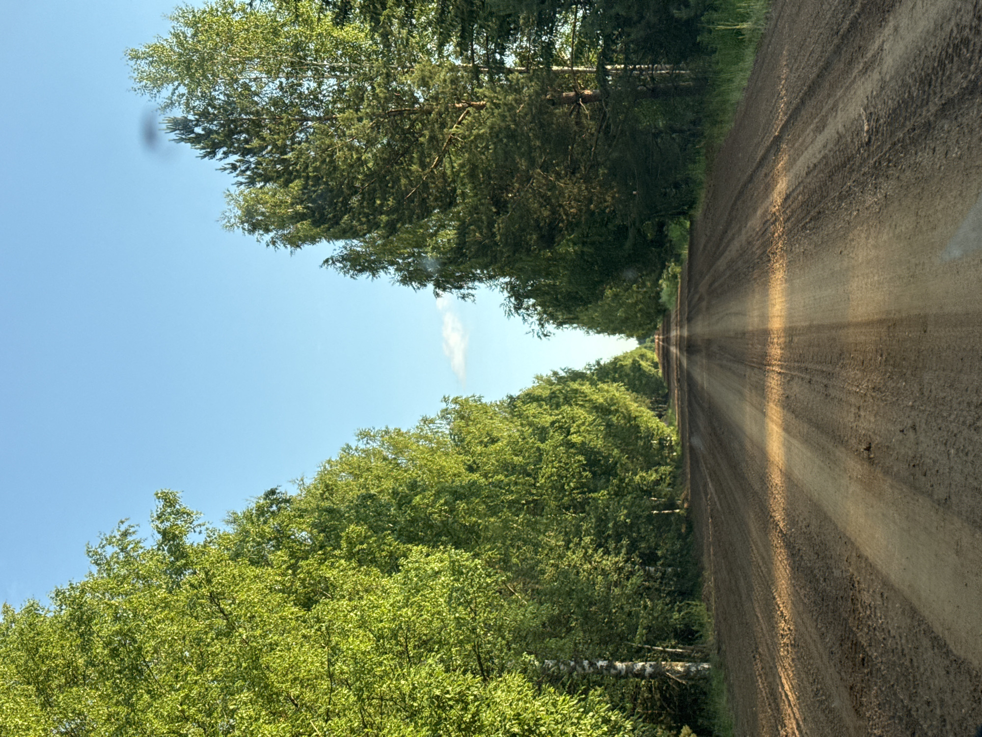 The image depicts a straight dirt road stretching into the distance, flanked by dense green trees on both sides. The trees on the left appear to be primarily birch with their characteristic white bark, while those on the right are a mix of coniferous and deciduous trees. The road surface is composed of dark soil with visible tire tracks, indicating recent vehicular activity. Sunlight casts long shadows across the road, creating bright illuminated patches and darker shaded areas. The sky is a clear, pale blue with a few wispy white clouds. The scene is characteristic of a rural or forested area, potentially within the outskirts of Amaneevo, Russia, where such unpaved roads and abundant vegetation are common. No people or specific structures are visible, focusing the scene solely on the natural environment and the road.