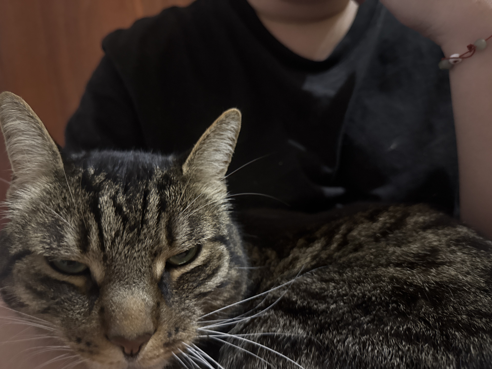 In a close-up, indoor shot, a tabby cat is held by a person wearing a black t-shirt. The cat's face is in focus, with its eyes partially closed and a relaxed expression. The person's arm, adorned with a red string bracelet with beads, is visible on the right side of the frame. The background is softly blurred, showing a wall with a wood-like texture. There is no discernible location in the city of ЖК «Борисоглебское», Russia.