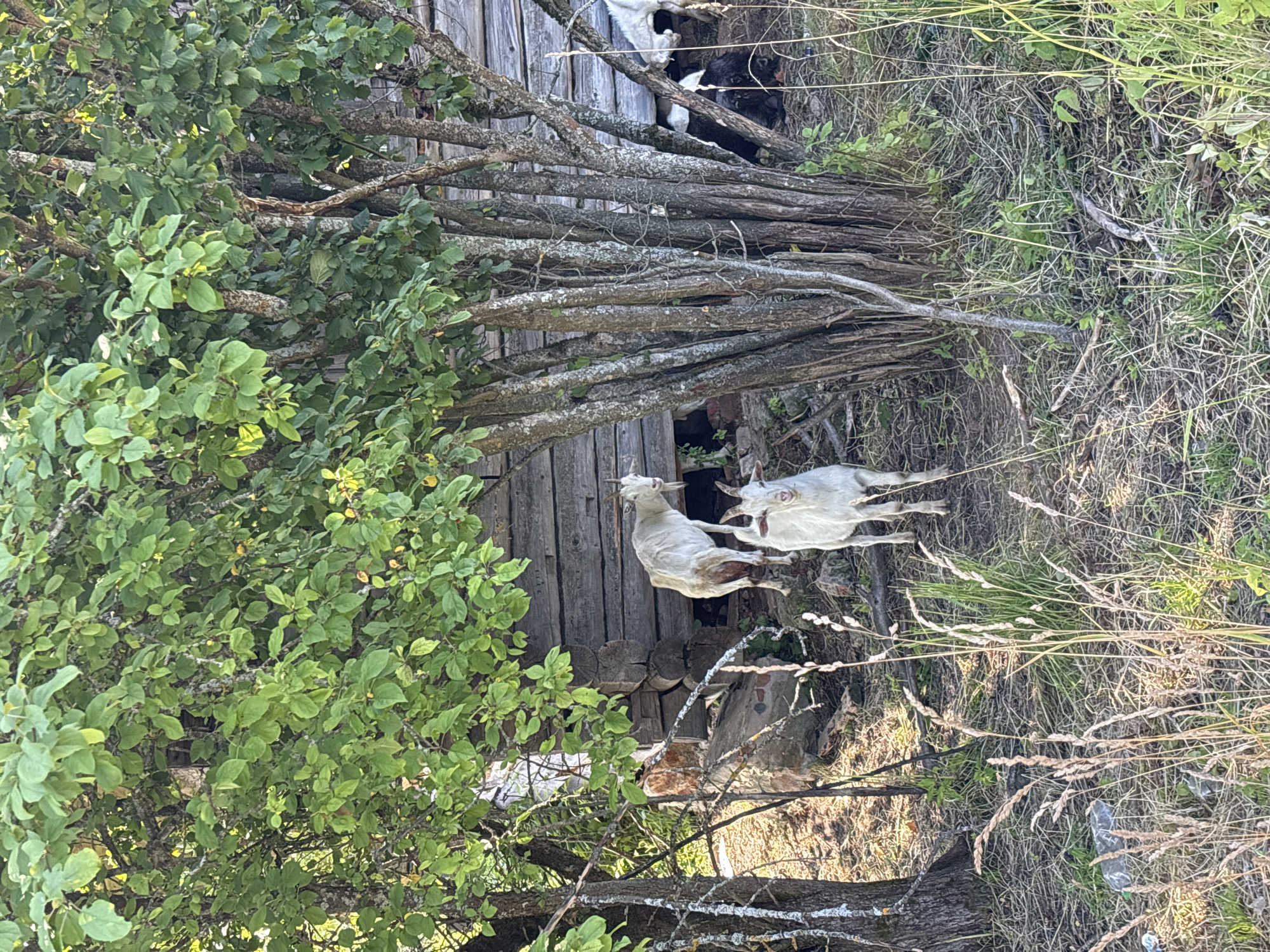 In a natural outdoor setting, likely in the village of Dunilovo, Russia, two white goats are present. One goat stands on higher ground, looking towards the camera, while another goat is positioned lower, also facing the camera. Behind the goats, a rustic wooden structure, possibly a barn or shed, is visible, constructed from logs. The area is overgrown with vegetation, including trees with lush green leaves and dry grass. The sunlight suggests it is daytime, casting shadows and illuminating the scene. There are no people or other animals immediately apparent, other than the two goats. The overall impression is one of a rural, somewhat unkempt environment.