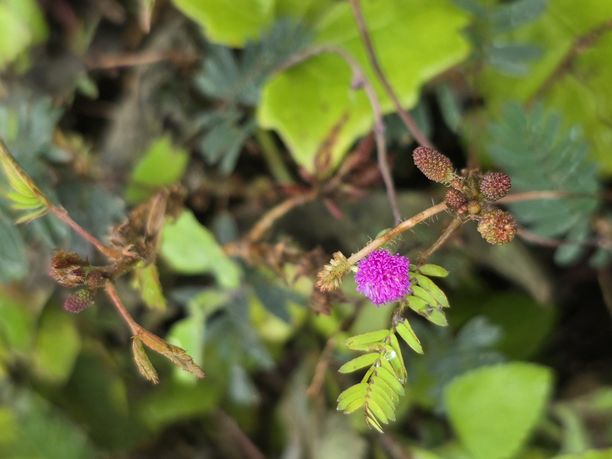 This is a close-up, eye-level, outdoor shot of a pink mimosa flower blooming on a branch. The flower is a vibrant pink, spherical cluster of stamen. It is surrounded by green, feathery leaves and some developing seed pods. The background is blurred, showing more green foliage and brown stems, suggesting a natural setting. There is a small water droplet on one of the leaves. The image appears to be taken in the city of Unknown, Indonesia.