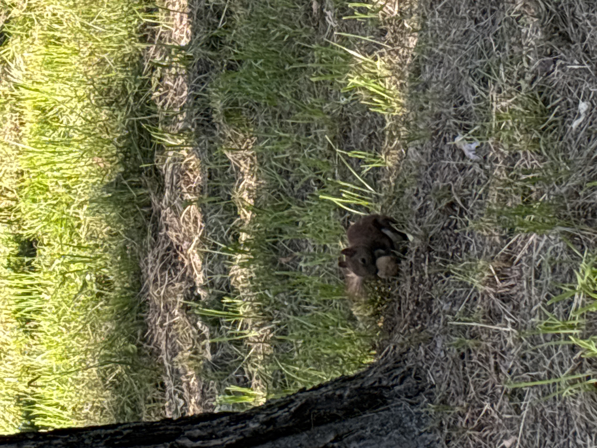 This is a close-up, overhead shot of a small brown animal, possibly a squirrel, nestled in dry grass and some green blades of grass. The animal is facing to the right and appears to be holding something in its paws. The background is a mix of dry, straw-like grass and some brighter green patches. The lighting suggests it is daytime, with sunlight casting shadows. The texture of the grass is prominent, with individual blades clearly visible. In the foreground, a dark, rough texture, likely tree bark, is visible at the bottom edge of the frame, indicating the photo might have been taken from a tree or elevated position looking down. The overall scene is natural and appears to be outdoors, possibly in a park or wooded area. There is no visible text.