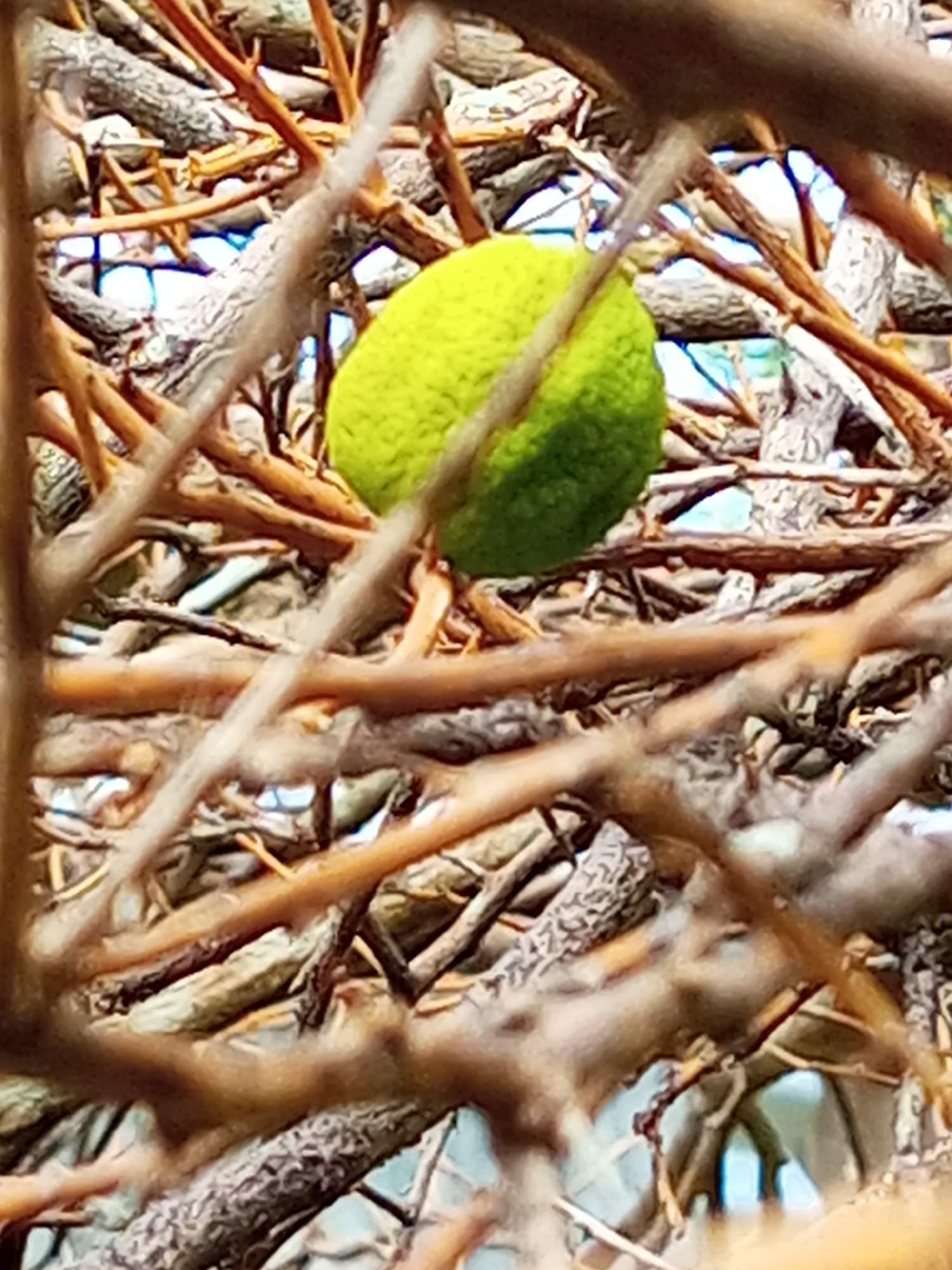 A green Osage orange fruit sits entangled within the bare branches of a tree or shrub. The background suggests an outdoor setting in Puloblang, Indonesia. The dominant colors are green and brown. No people are visible.
