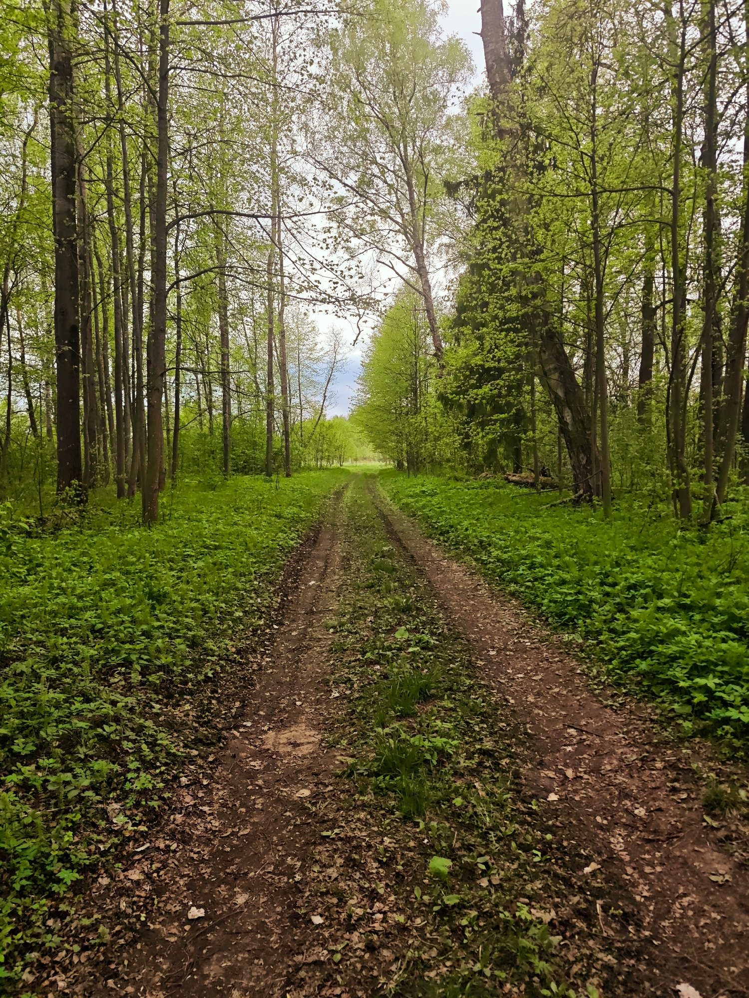 The image depicts a dirt path winding through a forest. Lush green ground cover is visible on both sides of the path, with trees lining the route. The location is possibly near Spas-Ugol, Russia, suggested by similar landscapes in that area. No people, subjects, objects, actions, or interactions are visible in the scene beyond the natural elements. The environment is a forest in a green season.