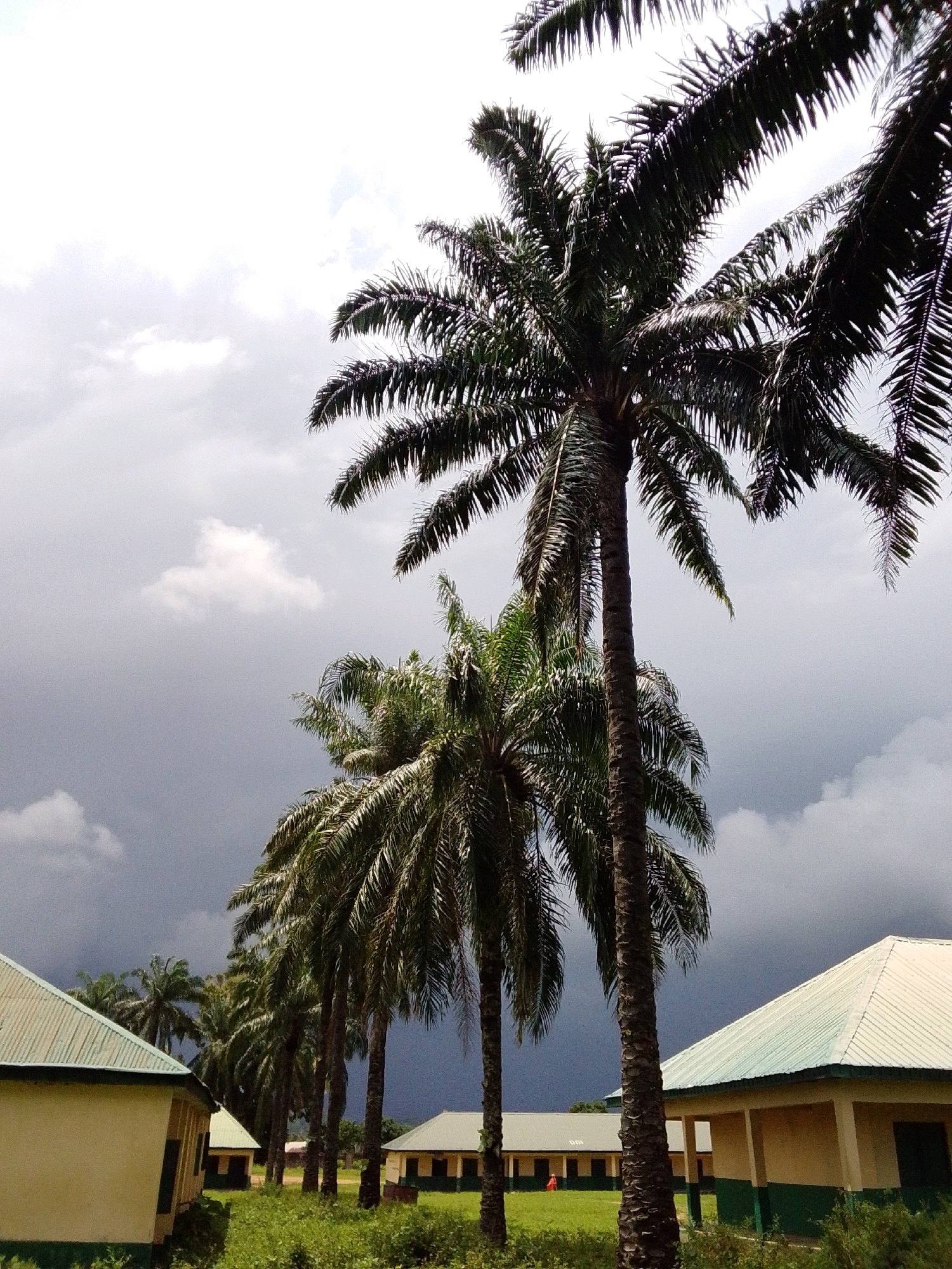 A low-angle shot captures a cluster of tall palm trees against a cloudy, dark gray sky in Serti, Nigeria. The fronds of the palm trees dominate the foreground and mid-ground, with their dark green leaves contrasting with the muted sky. In the background, several single-story buildings with light yellow walls and green trim are visible, partially obscured by the trees. The buildings appear to be part of an institutional complex, possibly a school or administrative center, with one building featuring a light-colored corrugated metal roof. The ground is covered in green grass and vegetation, suggesting an outdoor setting with some greenery. The sky is heavily overcast, with pockets of lighter clouds scattered throughout, creating a somber atmosphere. The scene appears to be devoid of any immediate human activity or interaction.