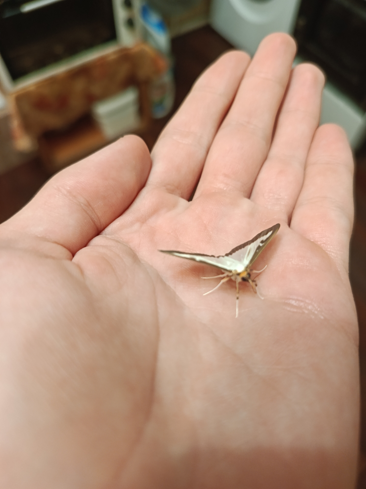 A close-up, eye-level shot shows a small moth with white and brown wings resting on a person's open palm. The moth's body is visible, as are its thin legs and antennae. The hand is lightly colored with visible lines and creases. The background is blurred and appears to be an indoor setting, possibly a kitchen, with hints of appliances and wooden surfaces, suggesting the location is Podilsk, Ukraine.