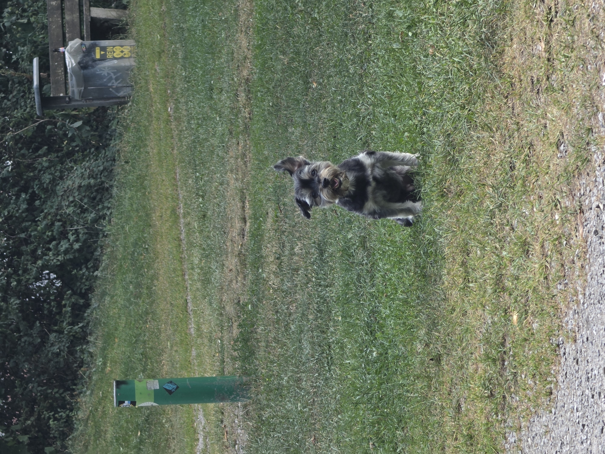 A medium shot shows a small, black and gray schnauzer-type dog sitting on a grassy area with its mouth open and one ear flopped over. The dog is the main subject and is centered in the lower half of the frame. Behind the dog, a green metal post with stickers is visible on the left. Further in the background, a grey trash receptacle with a wooden bench behind it is situated amongst dense green foliage. The ground is covered in short, green grass with patches of dry, yellowed grass and a gravel path in the foreground. The overall scene appears to be an outdoor recreational area, possibly a park in Munich, Germany.
