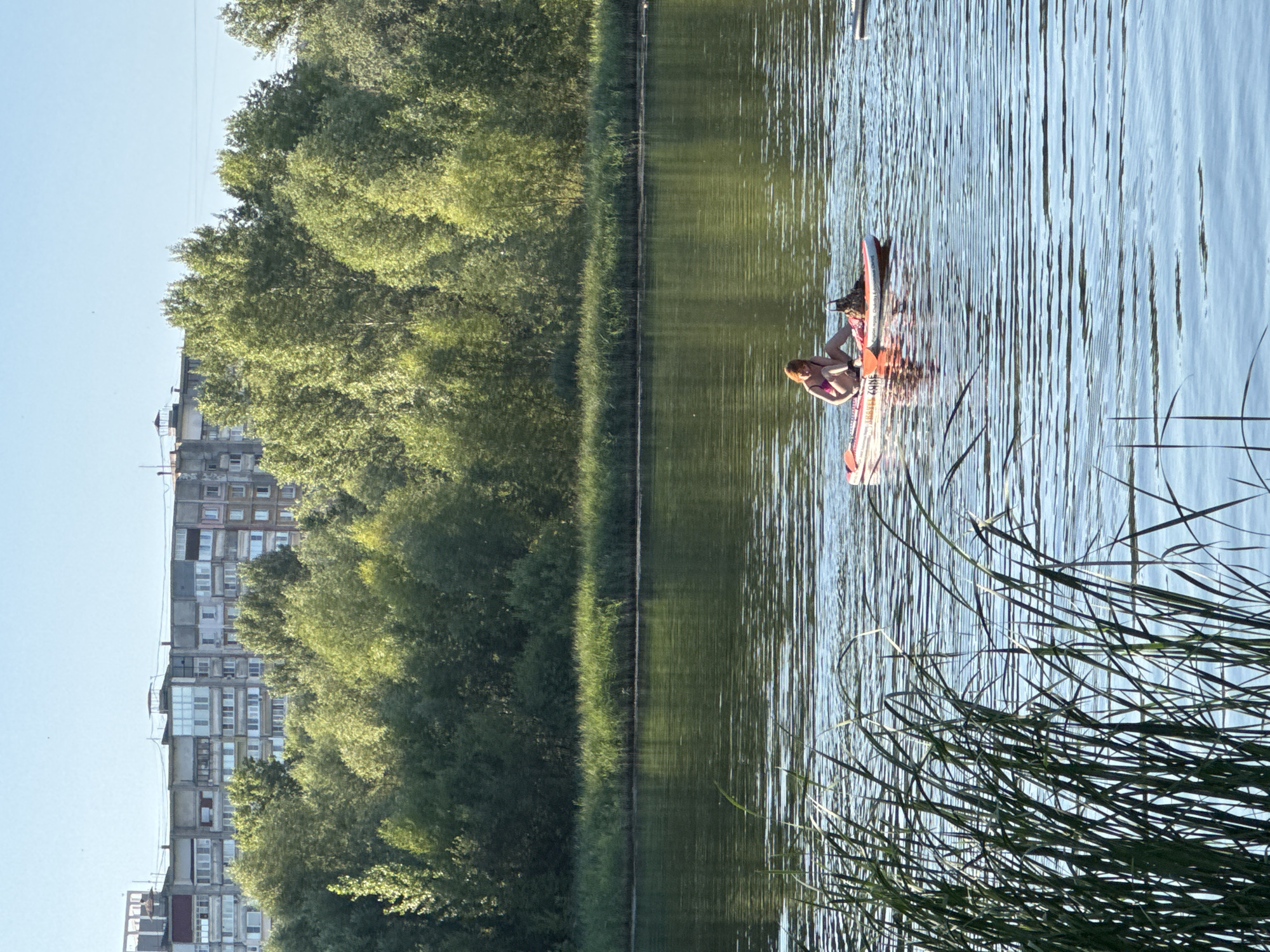 The image depicts a scene on a body of water, likely a river or lake, with a dense line of trees and vegetation along the bank. In the background, a large, multi-story apartment building, characteristic of Soviet-era architecture, is visible against a clear sky. The water surface is rippled, reflecting the sunlight.
In the foreground, reeds or tall grass are growing, partially obscuring the view of the water. On the water, a person with reddish-brown hair is sitting on an inflatable paddleboard. The person is wearing a pink bikini. A small dog, possibly a Dachshund, is also on the paddleboard, sitting in front of the person. The paddleboard is red and white and has text on its side. The person appears to be looking down at the dog.
This scene is consistent with views found in the city of Nizhny Novgorod, Russia, where residential areas often border natural landscapes and waterways. The architectural style of the apartment building is common in many Russian cities, including Nizhny Novgorod. The presence of a paddleboarder and a dog suggests a recreational activity taking place on the water, likely during a warm day. The overall impression is one of a peaceful, summery scene within an urban environment.