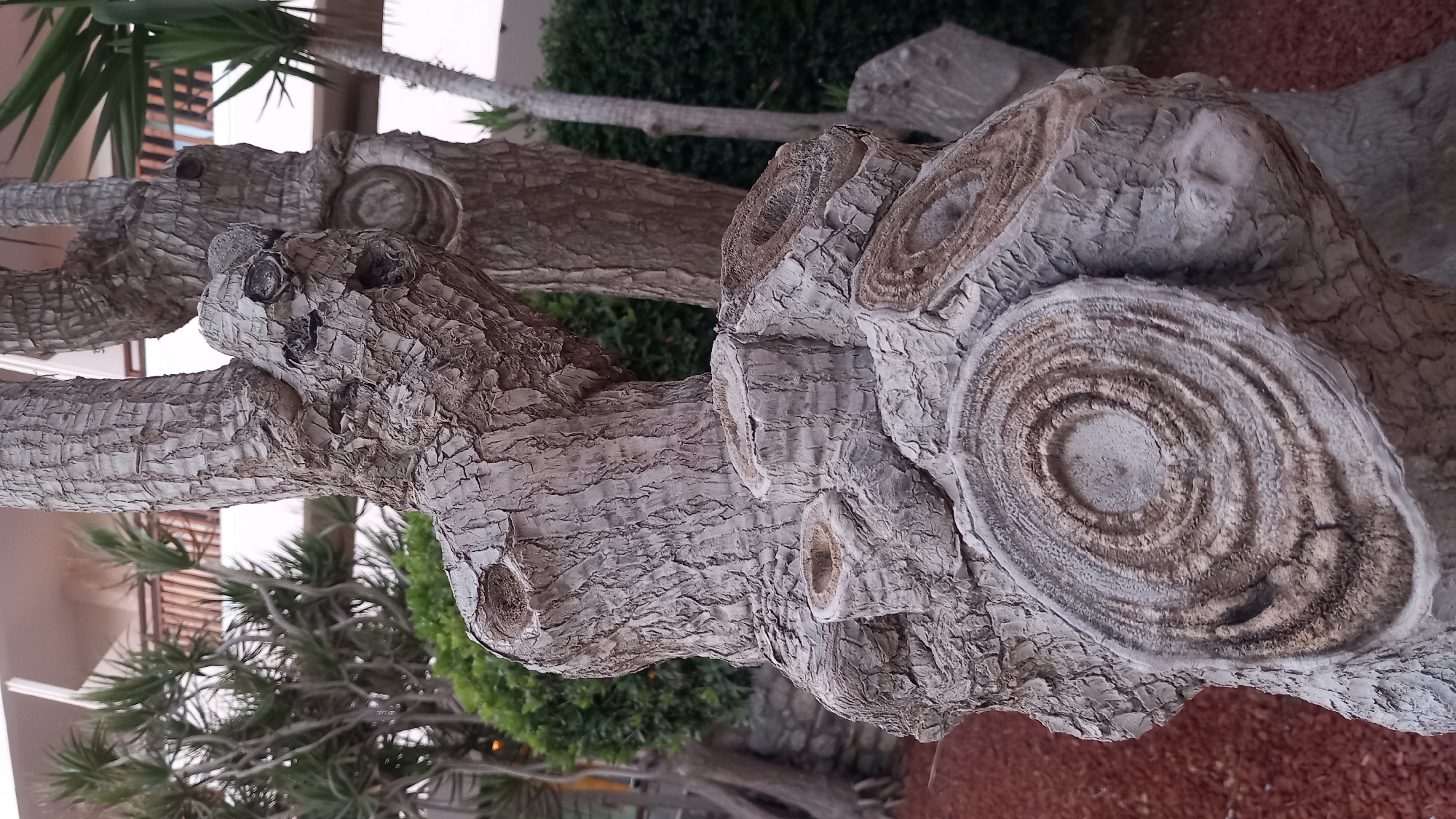 This is a close-up, eye-level, vertical shot of the gnarled trunk of a tree with rough, textured bark. The trunk is thick and has multiple branches that appear to have been pruned, leaving behind circular, woody scars with distinct concentric rings. These circular formations are a prominent feature of the foreground. The tree is set against a background of green foliage and a building with a white facade and wooden accents. The ground in the foreground is covered in reddish-brown mulch. The lighting is even, suggesting an overcast day or shaded area. The scene is located in the city of Kos, Greece.