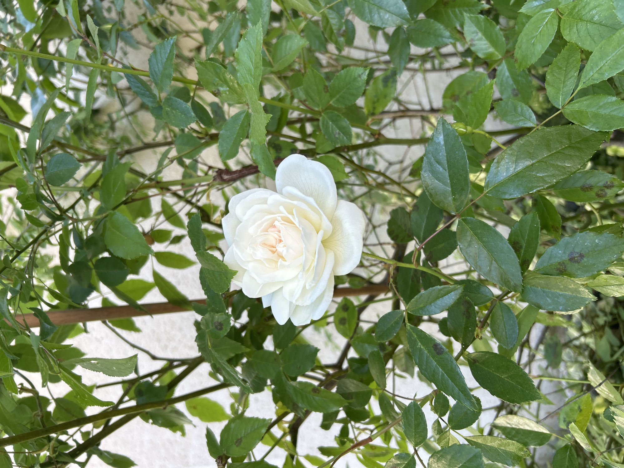 The image displays a close-up view of a single white rose blooming amidst a dense arrangement of green rose leaves and stems. The rose, positioned slightly left of the center, features multiple soft, delicate petals with a pale cream or very light yellow hue towards its core, transitioning to pure white at the outer edges.
Surrounding the pristine white rose are numerous green leaves, which vary slightly in shade and texture. Many of these leaves exhibit noticeable dark, circular or irregular spots, suggesting possible fungal disease like black spot or other environmental stressors. The rose stems are visible, winding through the foliage, providing structure to the plant.
The background is out of focus, appearing as a light-colored, indistinct surface, possibly a wall, fence, or ground, suggesting an outdoor garden setting. The lighting indicates it is daytime, with bright, natural light illuminating the rose and its foliage, creating subtle shadows and highlights. No people, animals, or visible text are present in the image. The overall impression is one of natural beauty, despite the visible imperfections on some of the leaves.