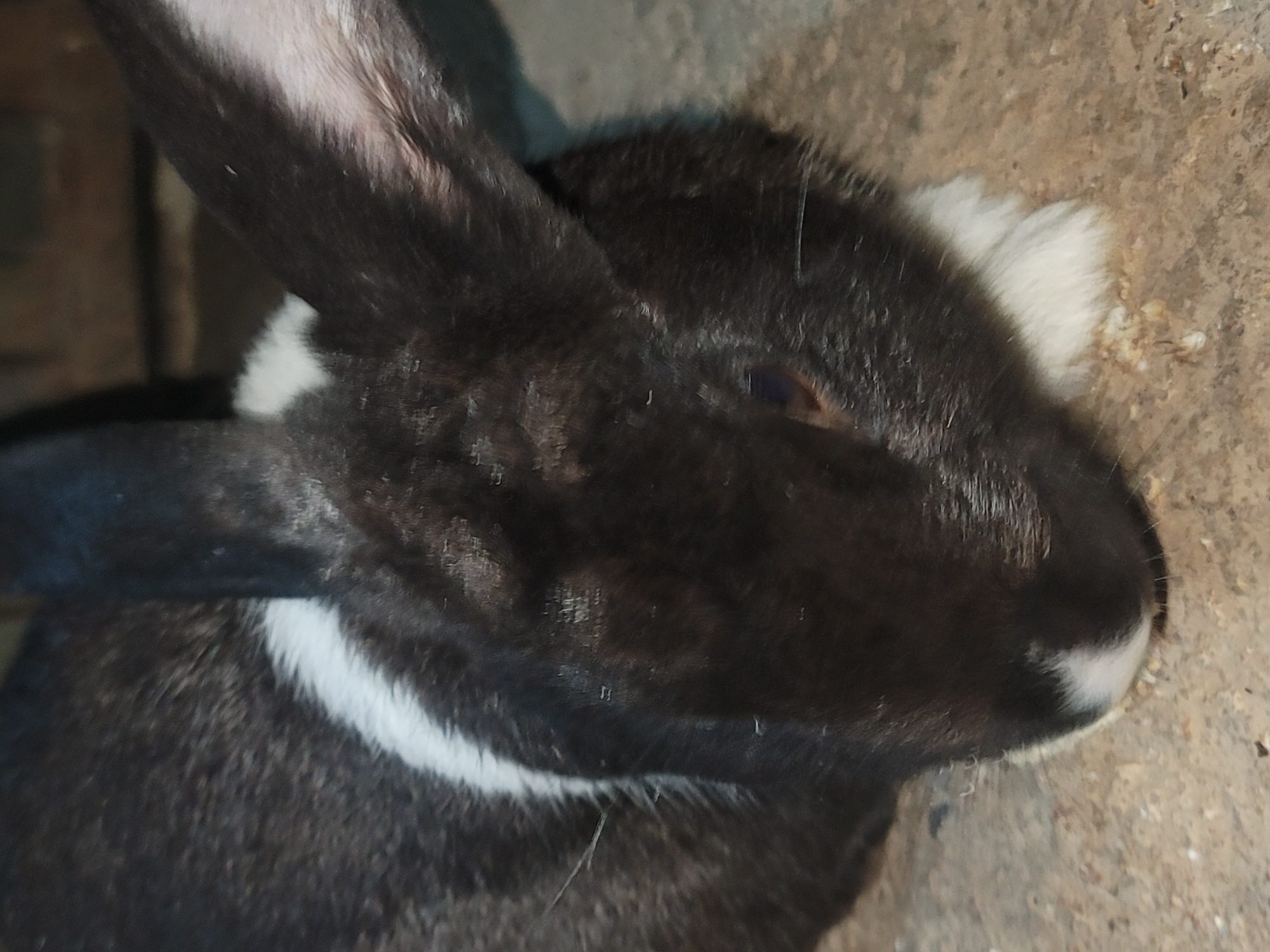 A black and white rabbit with its head bowed is resting on a concrete surface. The rabbit has black fur with a white stripe around its neck and white markings on its nose and paws. The background is dark and indistinct. The scene is located in Barakin Akawo, Nigeria.