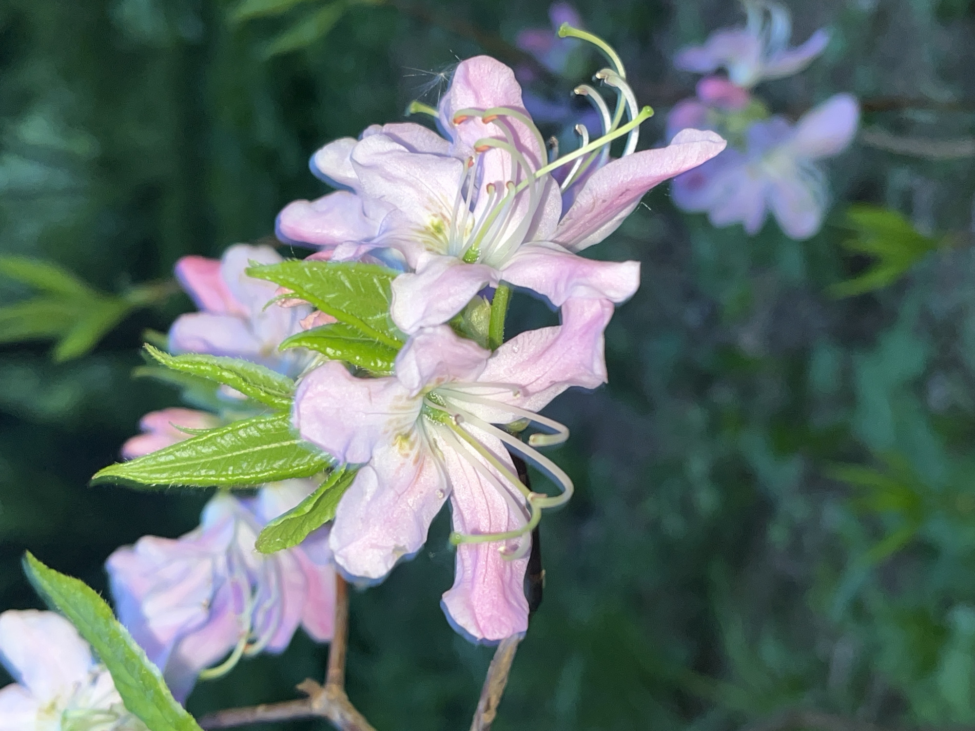 The image shows a close-up of several light pink flowers with long, curved stamens, growing on a branch with green leaves. Other flowers are visible in the background, slightly out of focus. The backdrop is a dark green, suggesting foliage or a shadowed area. The origin information suggests the scene could be located in the city of Saint Petersburg, Russia, but this is not discernible from the visual information alone.