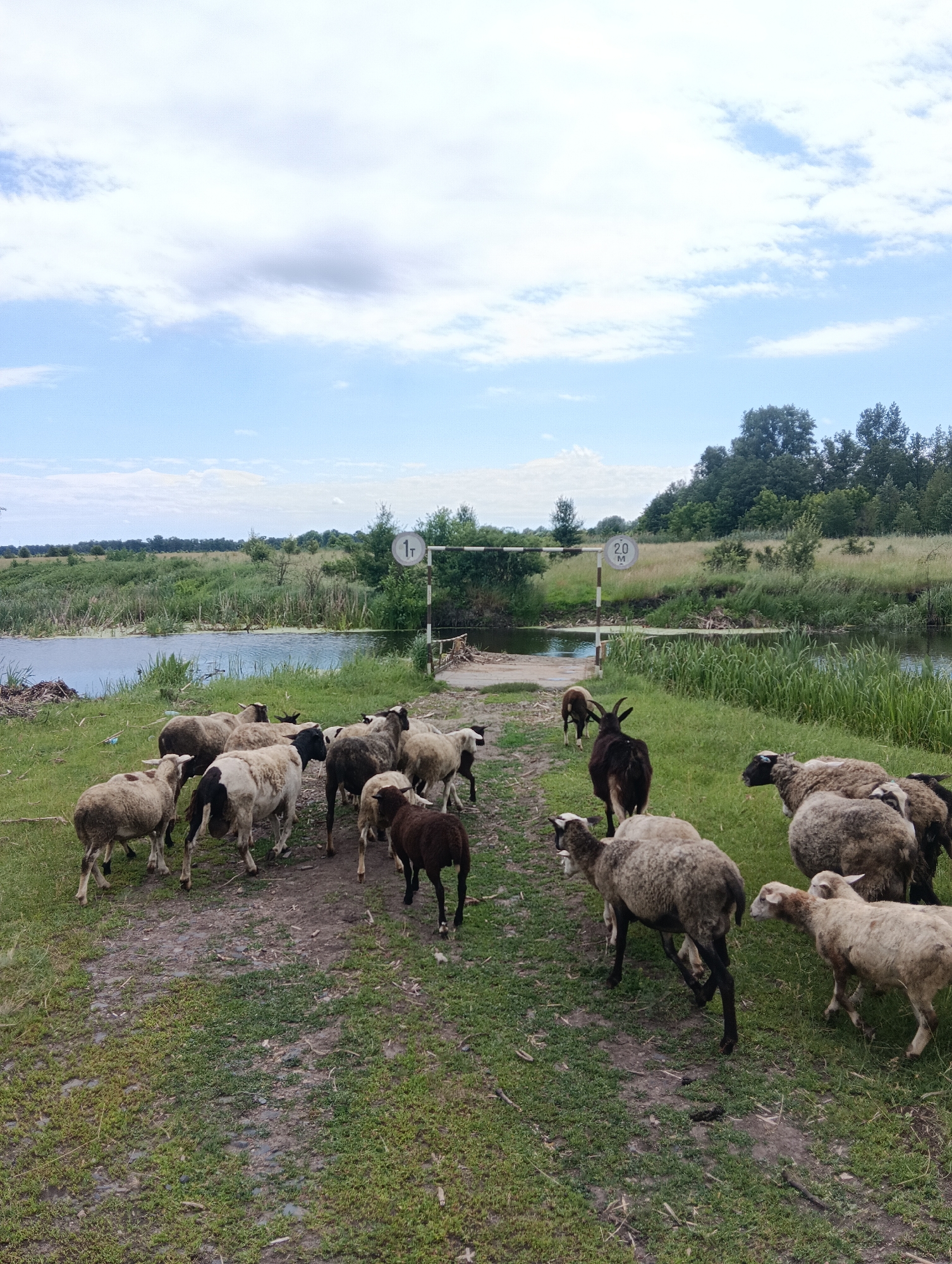 A flock of sheep is gathered on a dirt path next to a body of water. The sheep are of various colors, including white, brown, and black. Some of the sheep have black legs or markings. In the background, there is a bridge crossing the water, with two signs indicating weight and distance restrictions. The area is surrounded by lush green vegetation and trees. The sky is partly cloudy with blue sky visible.