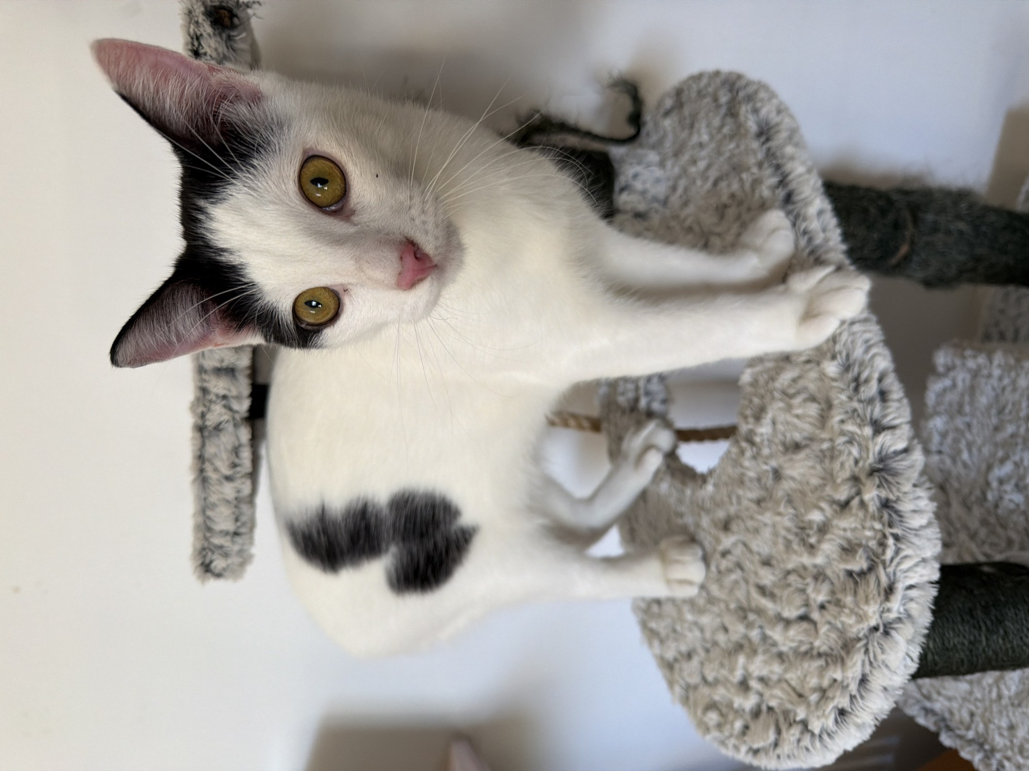 A white cat with black markings is perched on a grey and white cat tree. The cat has amber-colored eyes and a pink nose. The cat is looking up at the camera. The background is a plain white wall. The location is Unknown, Unknown.
