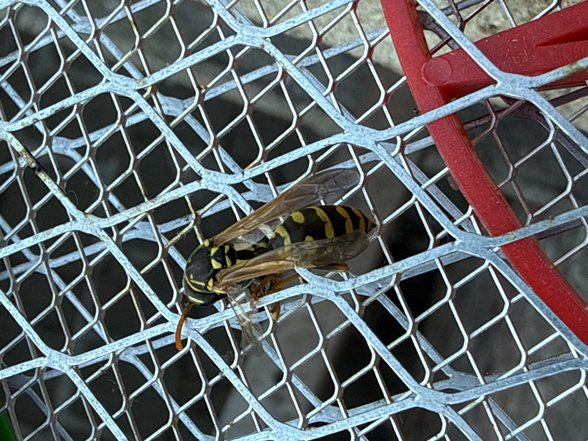 A wasp is caught on the metal mesh of a bug zapper. The wasp is predominantly yellow and black with transparent wings. The bug zapper has a red plastic handle visible in the lower right portion of the image. The background is dark and out of focus, showing a textured surface, possibly soil or rock. The scene appears to be outdoors.