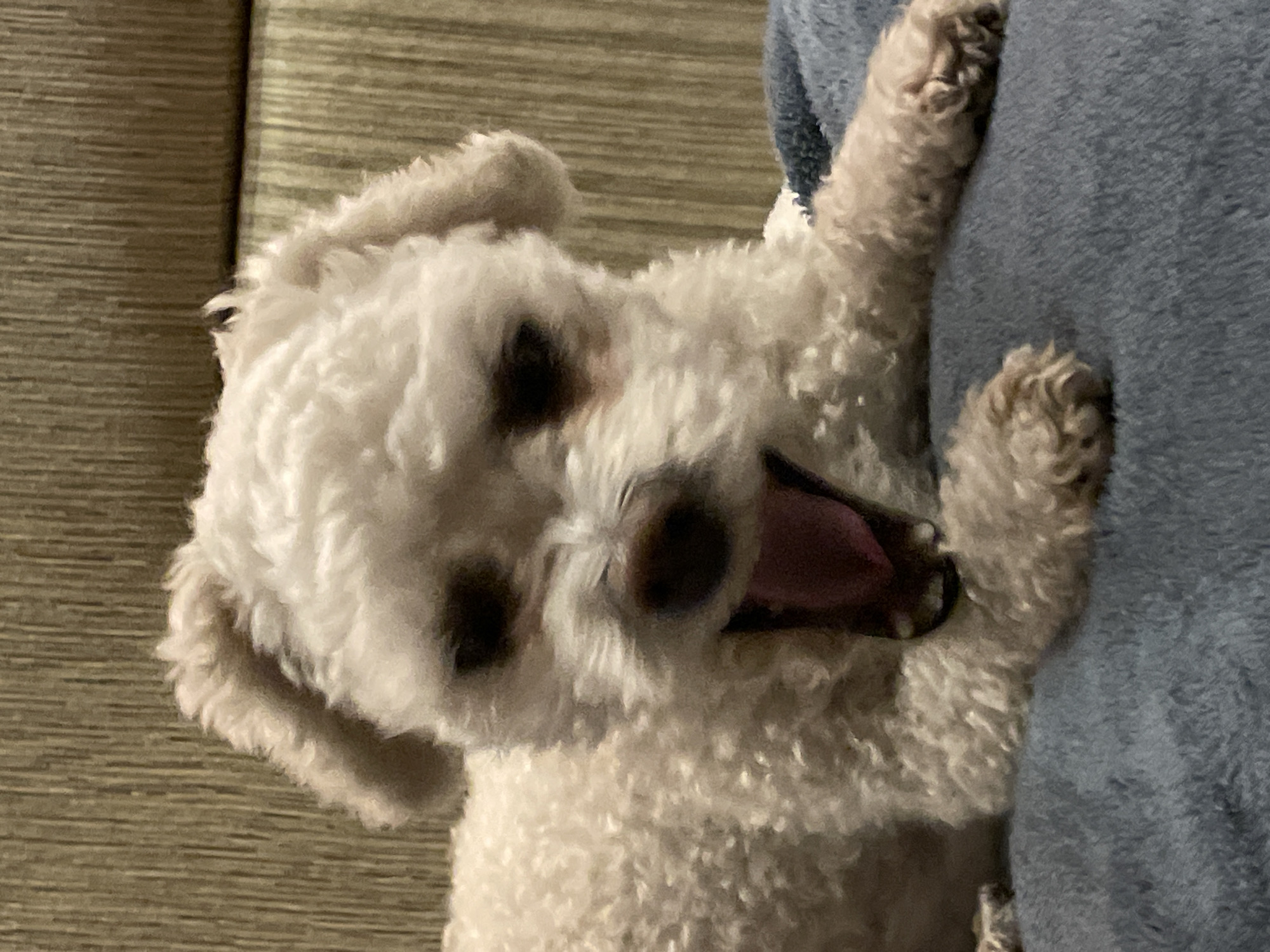 A small, white, fluffy dog is lying on its back on a couch. Its mouth is open, revealing its pink tongue. The dog's paws are resting on a blue, fuzzy blanket. The couch has a light brown, textured surface.
