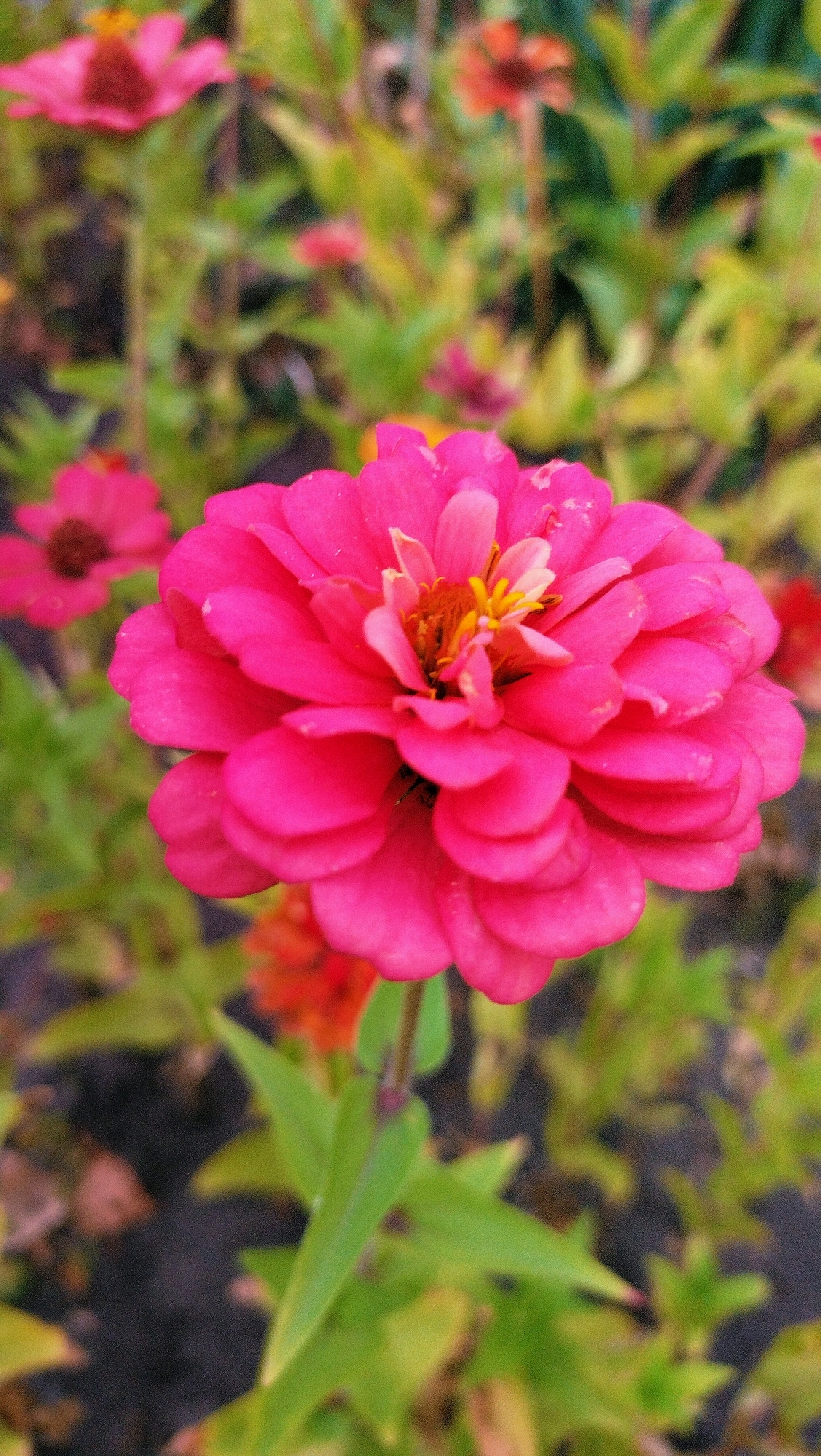 This is a close-up, eye-level, vertical, medium shot photograph of a bright pink zinnia flower in full bloom. The zinnia is the main subject and is located in the center of the frame. It has many layers of delicate, ruffled petals radiating outwards from a central cluster of yellow and orange stamens. The petals are a vibrant fuchsia color, with some lighter pink and peachy tones visible towards the center.
The flower is set against a softly blurred background of green foliage and other flowers, also out of focus. To the left and slightly behind the main zinnia, there are hints of other pink zinnias, one with a darker center. Further back, there are some out-of-focus orange and red flowers, possibly other zinnias or a similar species. The leaves are various shades of green, with some yellow and autumnal hues present, suggesting it might be late summer or early autumn.
The lighting appears to be natural daylight, with soft illumination that highlights the texture and vibrancy of the petals. There is no indication of any human presence or activity within the frame. The overall impression is one of natural beauty and the detail of a single flower.
The image was taken in the city of Horishni Plavni, Ukraine. The specific location within Horishni Plavni is not identifiable from the image itself, but it depicts a garden setting, likely a park, private garden, or public flowerbed, where such flowers are commonly cultivated. The forensic details available are limited to the visual elements within the photograph: the subject (flower), its appearance (color, texture, form), its environment (foliage, other flowers), and lighting conditions.