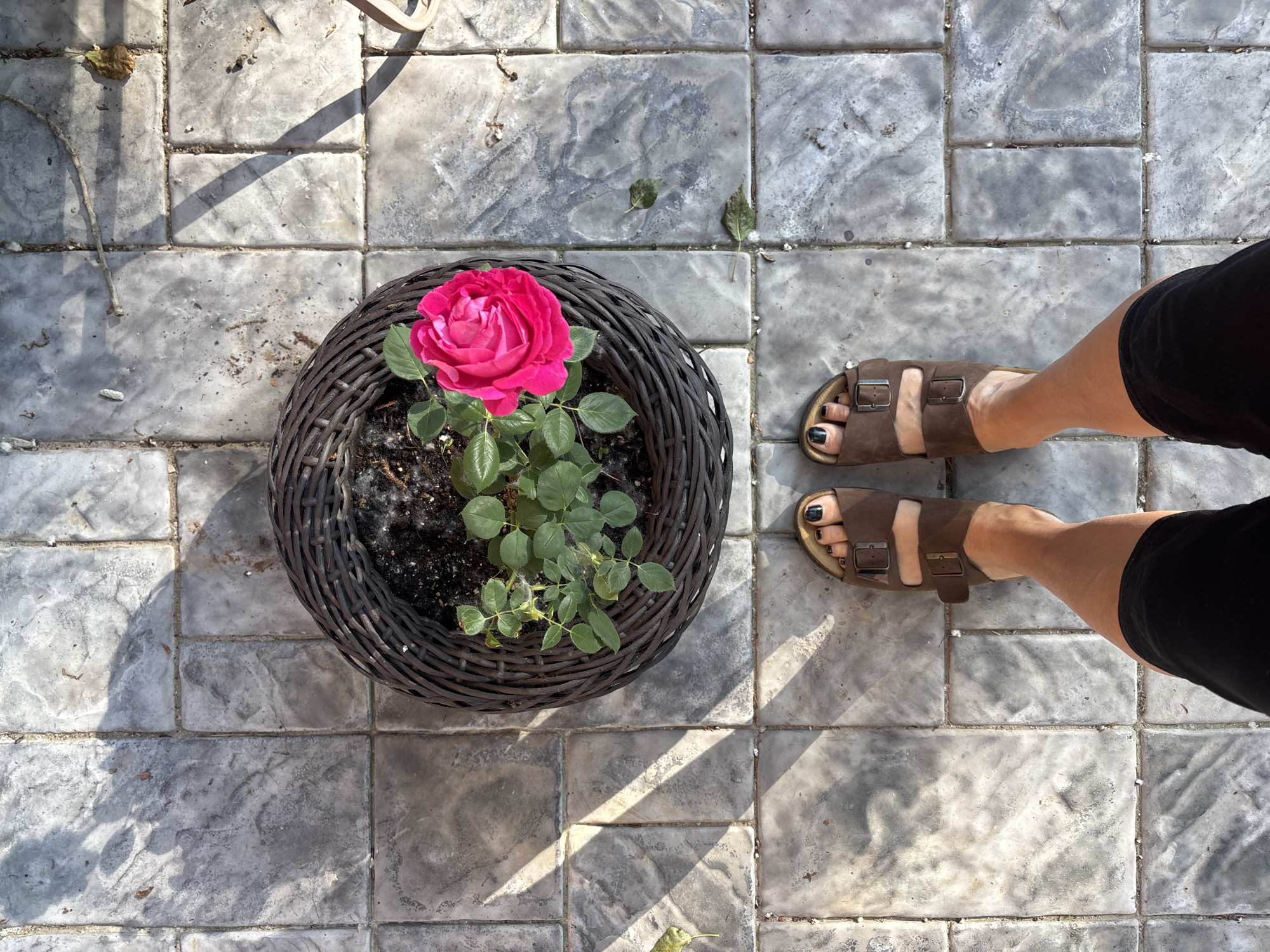 An overhead shot shows a pink rose in a dark woven planter on a stone patio. The planter is in the upper center of the frame. Below it are a pair of brown double-strap sandals on a person's feet. The person is wearing black shorts. The stone patio is gray with square tiles and light gray grout. Shadows from unseen objects fall across the patio. The scene does not provide any specific details to associate it with Chaikovsky, Russia.