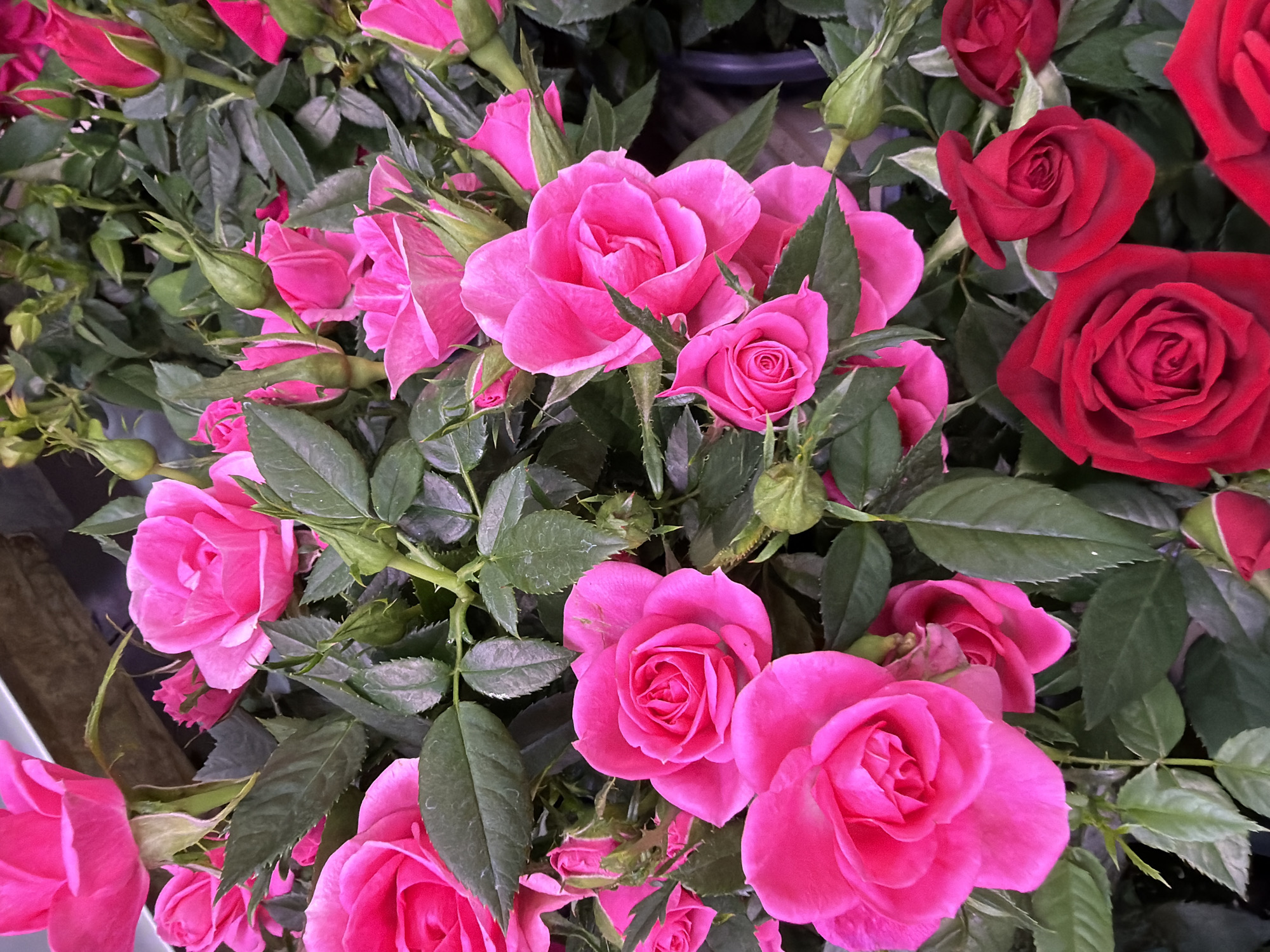 The image displays a close-up view of a dense arrangement of pink and red roses with green foliage. Several fully bloomed roses, characterized by their layered petals and vibrant colors, are prominent in the foreground and midground. Numerous rose buds, in various stages of opening, are also visible throughout the scene, suggesting an abundance of flowers. The lighting appears to be natural, illuminating the petals and leaves. The background is blurred, with hints of a wooden texture at the top and a dark, possibly metallic, container at the bottom right. The setting is a botanical display, likely in a greenhouse or garden center. There are no people, animals, or specific landmarks visible that would indicate a location within Kazan, Russia.