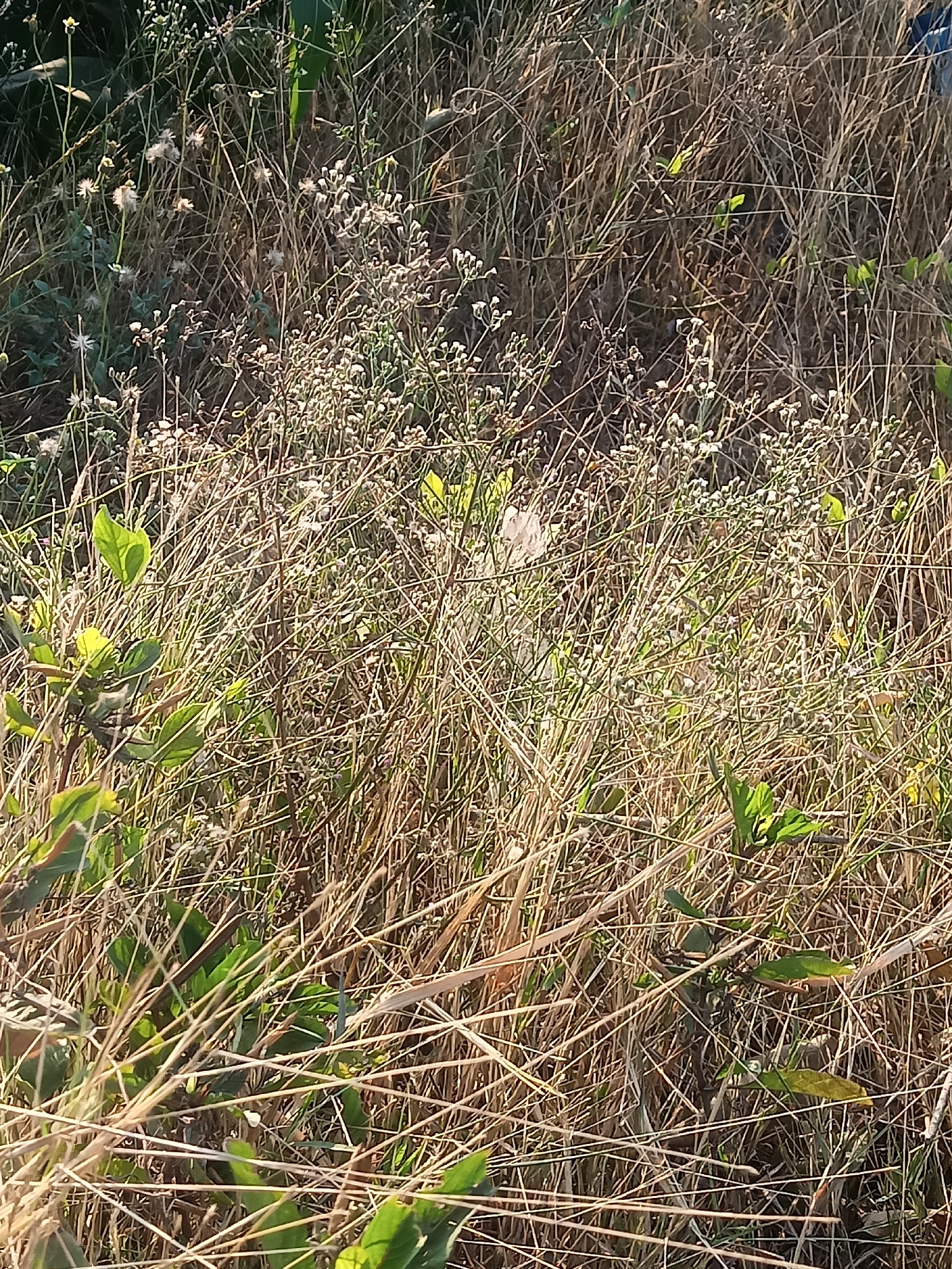 The image depicts a close-up view of a patch of dry grass and small white flowers, likely in a natural or semi-natural area. The grass is predominantly brown and golden, indicating it is dry and likely dead or dormant. Interspersed among the dry grass are numerous small, delicate white flowers, many of which have seed heads or fluffy pappus, suggesting they are in the process of dispersal. Some green foliage is visible, particularly in the lower left and scattered throughout the scene, providing a contrast to the dry environment. The lighting suggests it is daytime, with sunlight casting shadows and highlighting certain areas. The scene is dense and textured, with many thin blades of grass and stems creating a complex visual field. The location is specified as Mojorejo, Indonesia, suggesting an outdoor setting that is likely experiencing a dry season or is a natural grassland area. There are no people or discernible animals present in the image. The overall impression is one of a natural landscape in a state of transition, possibly in late summer or autumn, or a dry savanna-like environment.