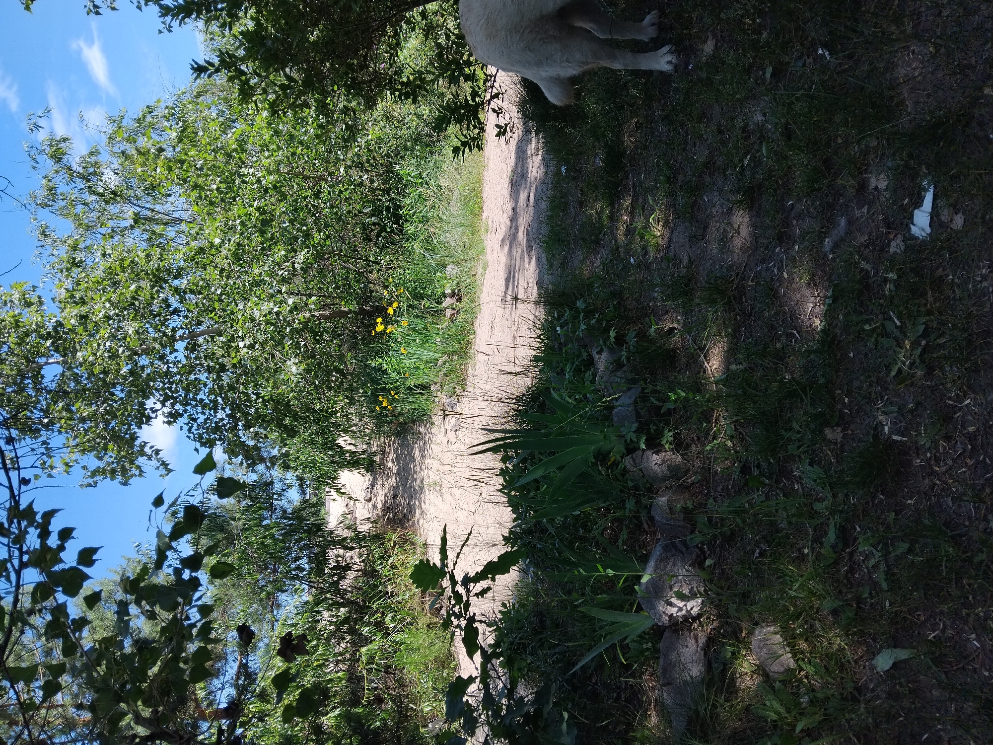 This media file depicts an outdoor scene with a dirt path winding through lush greenery. The path is bordered by trees and vegetation, with some yellow wildflowers visible along the side. The sky, partially visible through the trees, is blue with scattered white clouds, suggesting a clear, pleasant day. Sunlight filters through the leaves, casting dappled shadows on the ground and path.
In the upper right portion of the image, the hindquarters of a large, light-colored animal, possibly a dog, are visible, suggesting its presence in the scene. The vegetation is dense and varied, with different shades of green indicating a healthy natural environment. Some rocks are also visible near the path. The overall impression is one of a natural, perhaps rural or park-like setting, likely during daylight hours. The image's orientation is rotated, with the path appearing to run diagonally from the bottom left to the top right. The location context is identified as Kyiv, Ukraine, providing a geographical reference for the scene.