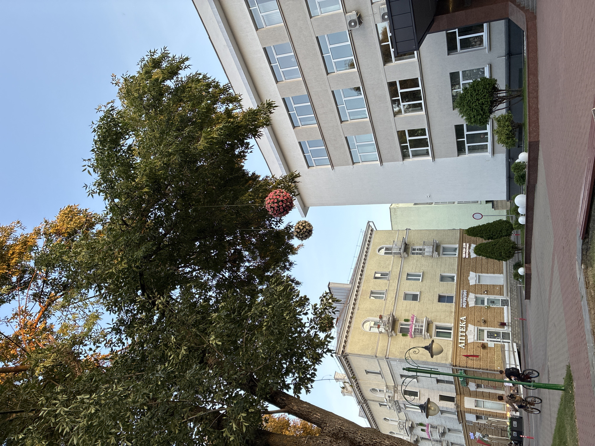 The image depicts a street scene in Mahilyow, Belarus, on a clear day with a blue sky. In the foreground, a large tree with lush green foliage partially obscures the view of buildings. Two decorative spherical ornaments, one pink and one white, are suspended from the tree's branches.
To the right of the tree is a modern, multi-story building with a light gray facade and numerous windows. An air conditioning unit is visible on the side of this building.
To the left of the modern building, and behind the tree, is a yellow, older-style building with several floors. This building features arched windows, balconies with railings, and decorative cornices. The ground floor of this building houses commercial establishments, including a pharmacy ("АПТЕКА") and a store with the name "МЕРИЛИН" above its entrance. Text in Cyrillic, indicating clothing for pregnant women ("ОДЕЖДА ДЛЯ БЕРЕМЕННЫХ"), is visible on the facade of another shop.
In the mid-ground, a street lamp with two lights stands in front of the yellow building. Two individuals on bicycles are riding on a paved walkway in front of the shops. The walkway is bordered by a red brick pattern.
The environment includes manicured bushes and spherical white decorative objects placed in planters. The overall scene suggests an urban setting, likely a public square or street in a city center.
