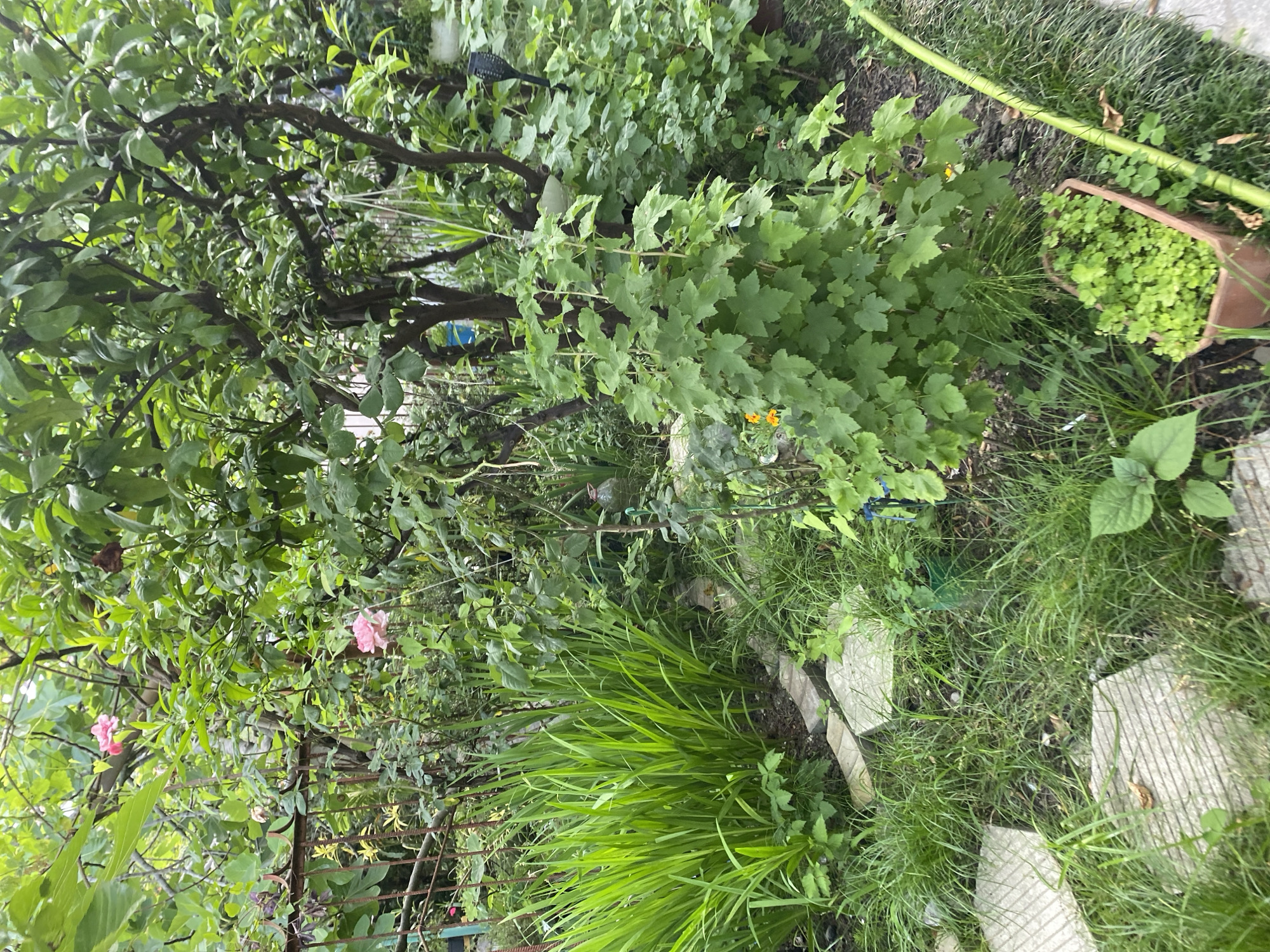 This is a photograph of a lush, overgrown garden in Sochi, Russia, taken during daylight hours. The scene is densely packed with various plants, including large green leafy bushes, a tree with dark branches and vibrant green foliage, tall green grass, and a pink rose bush. Interspersed among the plants are stepping stones that form a winding path through the garden. A terracotta pot filled with small green plants sits on the right side of the frame, next to a bright green garden hose. The overall impression is one of abundant natural growth, suggesting a somewhat wild and untamed garden environment. There are no people or animals visible in the image. The lighting is soft, indicating overcast conditions or the diffuse light of a shaded area.