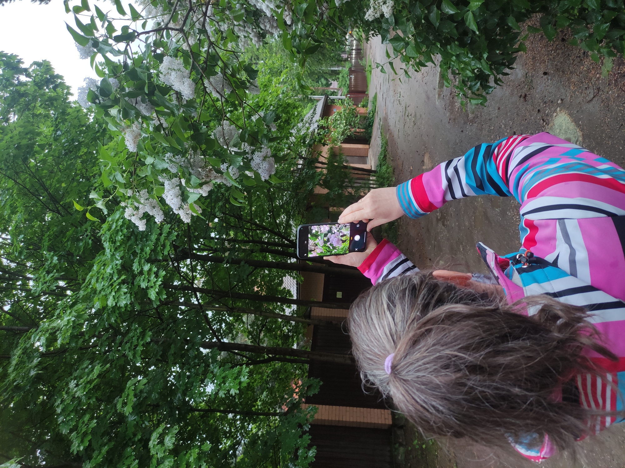 A woman with graying hair in a ponytail is standing on a damp, concrete path in what appears to be a residential area in Kratovo, Russia. She is wearing a brightly colored striped jacket. She is holding up a smartphone to take a picture of white flowering bushes that are growing along the path. The scene includes trees, foliage, and buildings in the background.