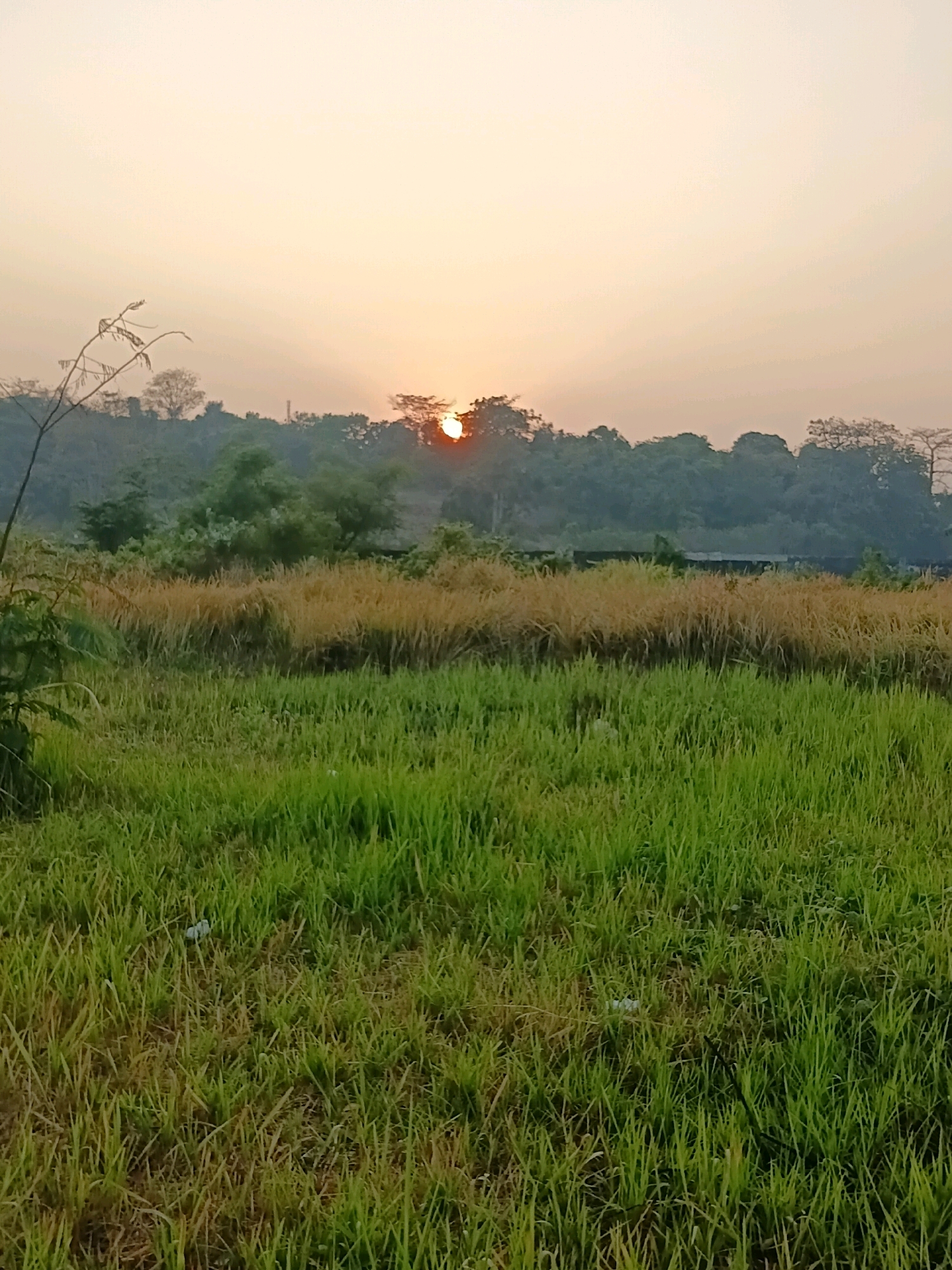 An outdoor, vertical shot captures a rural landscape at sunrise in Cikal, Indonesia. The foreground is dominated by a field of vibrant green grass, interspersed with patches of dry, golden grass, suggesting a transition between seasons or a variation in vegetation. A thin, dry stalk of grass with several branches protrudes from the left side of the frame, reaching upwards towards the sky.
In the mid-ground, a dense line of trees forms a dark silhouette against the hazy sky. The sun, partially obscured by the foliage, is a bright orange orb, casting a warm glow and its rays fanning out across the upper portion of the image. A faint, dark horizontal structure, possibly a wall or a fence, is visible behind the dry grass and in front of the treeline.
The sky itself is a soft, hazy gradient of pale yellow and orange near the horizon, fading into a lighter, muted tone towards the top of the frame, indicative of early morning light. The overall atmosphere is serene and natural, with no human presence or activity evident. The image appears to be a captured moment of natural beauty in a rural setting.
