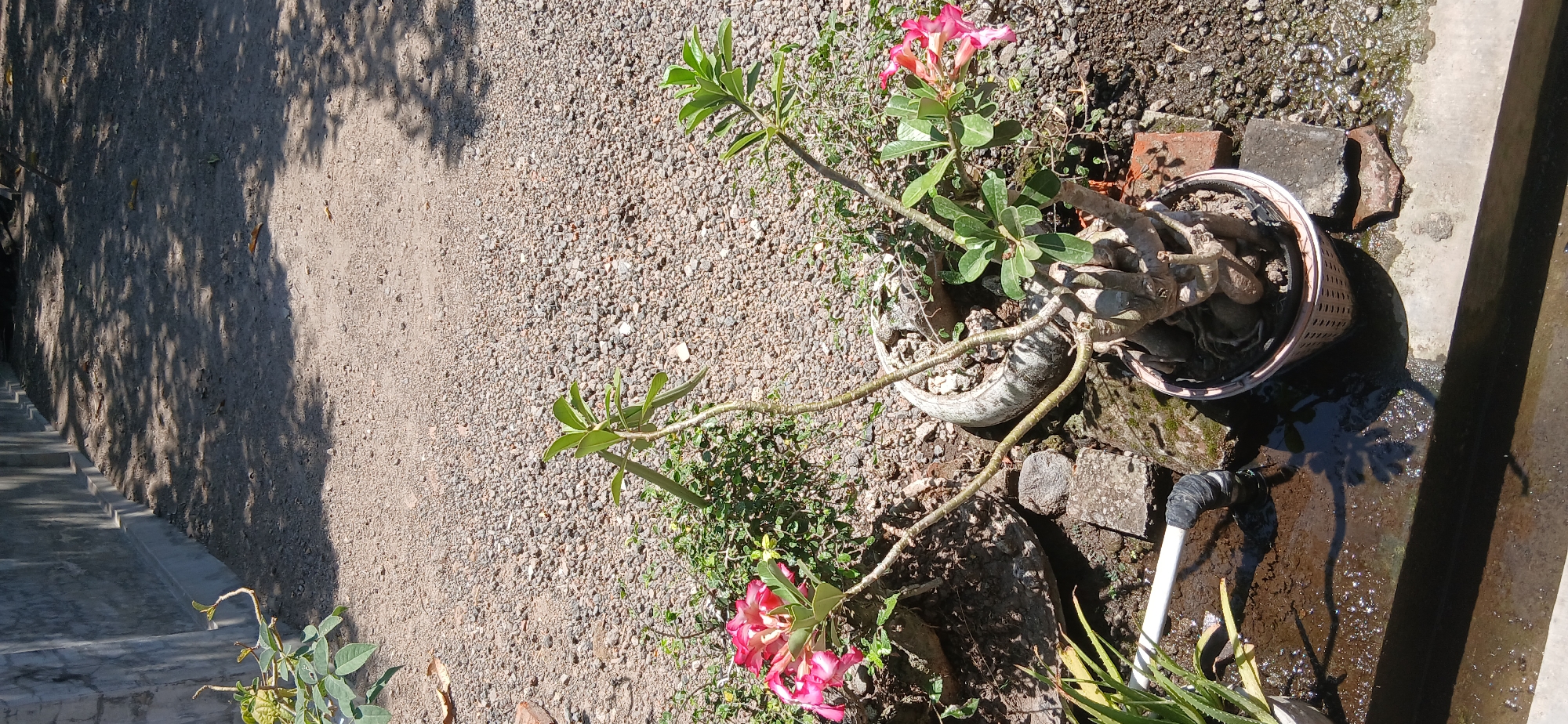 A high-angle shot shows an outdoor scene in Pejaten, Indonesia, on a sunny day. The ground is covered in small, light-colored gravel, with scattered larger rocks and broken concrete pieces. A concrete wall, casting long shadows from overhead trees, runs along the left side of the image. In the foreground, two potted plants are visible. The larger plant, in a light-colored woven pot, is a desert rose with a thick, gnarled base and several branches bearing green leaves and bright pink flowers. To the left of the desert rose is another potted plant with long, spiky green leaves, possibly an aloe vera. A white pipe with black tape, connected to an unseen water source, leads into a shallow, muddy pool of water on the ground. The water reflects the sunlight and the shadows of the plants.