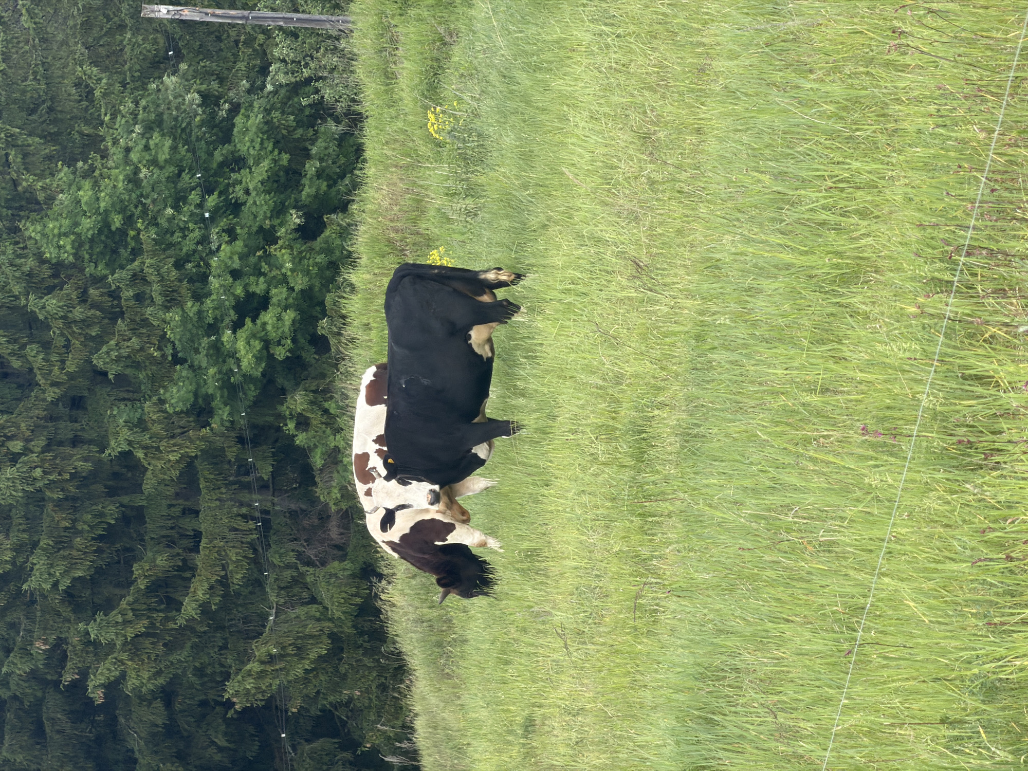 A cow lies in a grassy field next to a line of trees. The location is not discernable as Ольховка, Russia, based solely on the visual information provided.