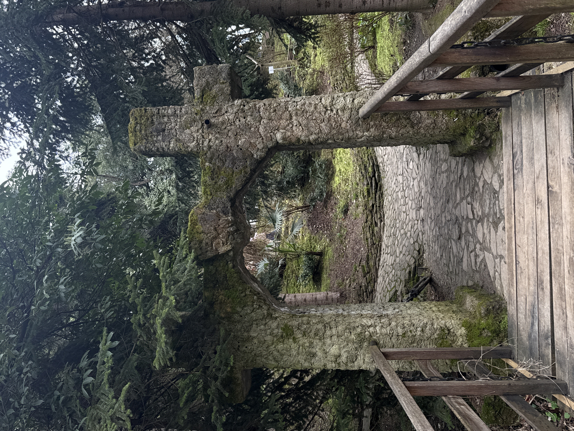 The image displays a weathered, moss and lichen-covered stone archway, distinctly shaped like a Latin cross, located within the Dendrarium Botanical Garden in Sochi, Russia. A wooden plank pathway, equipped with aged wooden handrails and visible chains on the right, extends into the foreground. This pathway leads directly beneath the arch. Beyond the arch, a cobblestone pathway ascends a gentle incline amidst dense, varied vegetation. The environment features numerous tall evergreen and broadleaf trees, substantial undergrowth including bushes, and mossy ground. Several palm-like plants are visible in the mid-ground past the arch. No individuals are present within the scene. The diffuse lighting suggests an overcast sky.