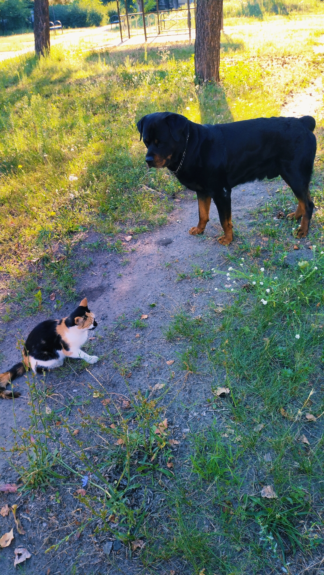 A Rottweiler dog and a calico cat are positioned in a dirt path in a park, with a background of trees and sunlit grass. The Rottweiler, a large black dog with tan markings, stands facing left, looking down at the cat. It wears a silver chain collar. The calico cat, a small tricolored feline, is crouched low on the path, facing the dog. The environment is outdoors, with sunlight casting shadows and illuminating the scene. The area appears to be a public park in Horishni Plavni, Ukraine, suggested by the presence of trees, grassy areas, and distant park infrastructure.