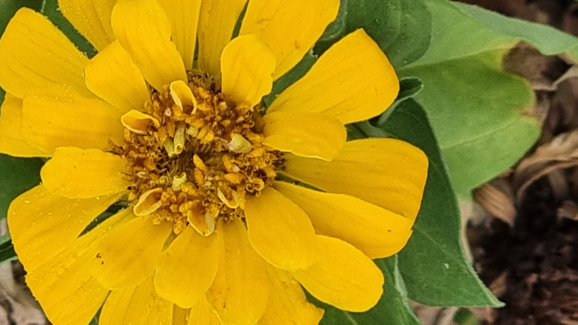 A close-up, vertical, eye-level shot shows a bright yellow zinnia flower in full bloom. The petals are vibrant yellow and slightly curved, with a few small water droplets visible on their surface. In the center of the flower, the disc florets are a darker, textured brown and yellow. The flower is positioned against a background of dark green leaves and some out-of-focus brown organic matter, likely mulch or soil. The image does not provide any specific information or context about its location in Sant Joan Les Fonts, Spain.