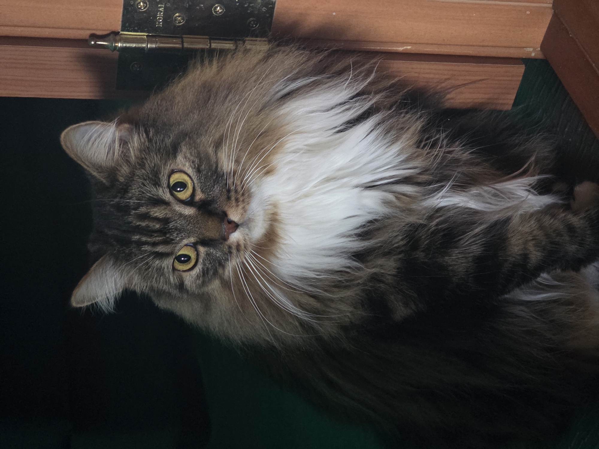 The image is a close-up, medium shot of a fluffy, long-haired tabby cat with yellow eyes. The cat is sitting and looking to the right of the frame. Its fur is a mix of brown, black, and white, with a prominent white ruff around its neck. The cat's left ear is partially visible, and its whiskers are long and white. The background is dark on the left and transitions to a wooden door frame with a brass hinge on the right. The floor beneath the cat appears to be a dark green surface. There is no indication of the city of Omsk, Russia in the image.