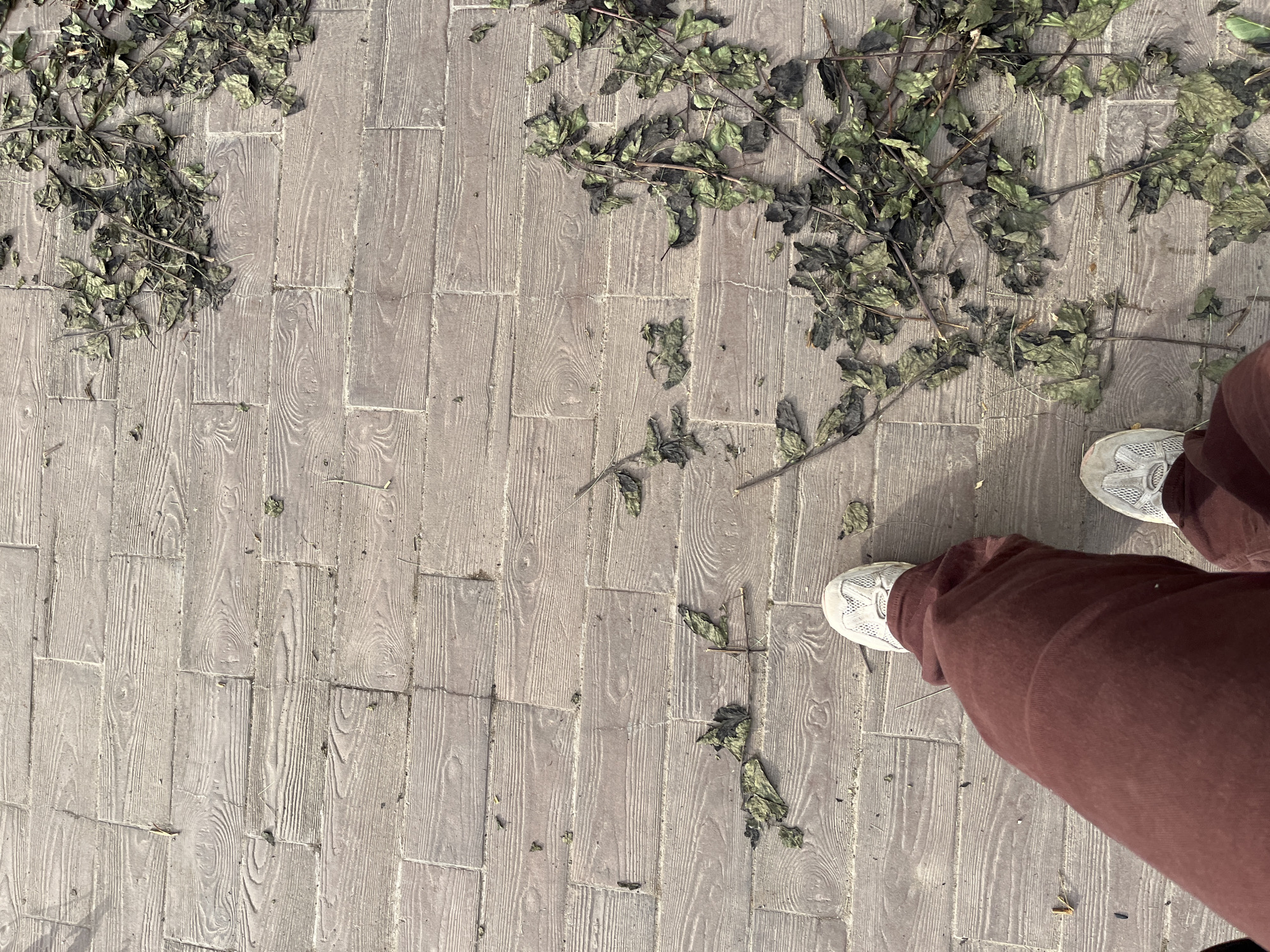 A first-person perspective shot of someone's legs and feet standing on a wooden plank-patterned paved surface. The ground is littered with dried leaves and small twigs. The person is wearing dark red pants and white sneakers. The lighting suggests an outdoor setting, likely during the daytime. There are no other people or animals visible in the frame. The location is not identifiable as Chaikovsky, Russia based on visual cues.
