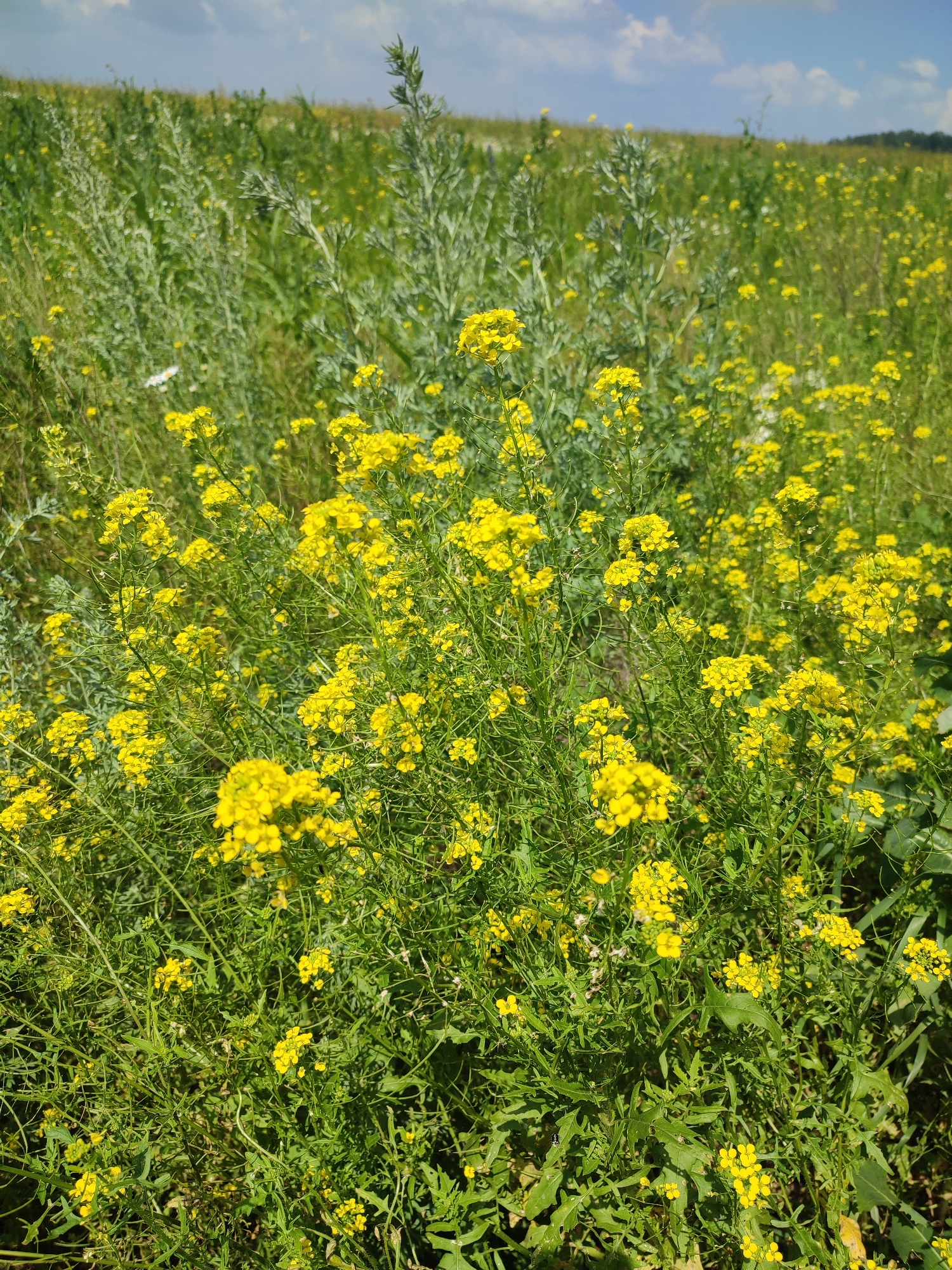 A vibrant field of yellow wildflowers blooms under a partly cloudy blue sky. The flowers are clustered densely, with some reaching higher than others, creating a textured green and yellow carpet. In the background, the terrain slopes upward, covered in more greenery and distant trees. There are no people or man-made structures visible in this natural landscape. The image appears to be taken during daytime. The specific location in Bakhmut, Russia, cannot be determined from the visual information alone.